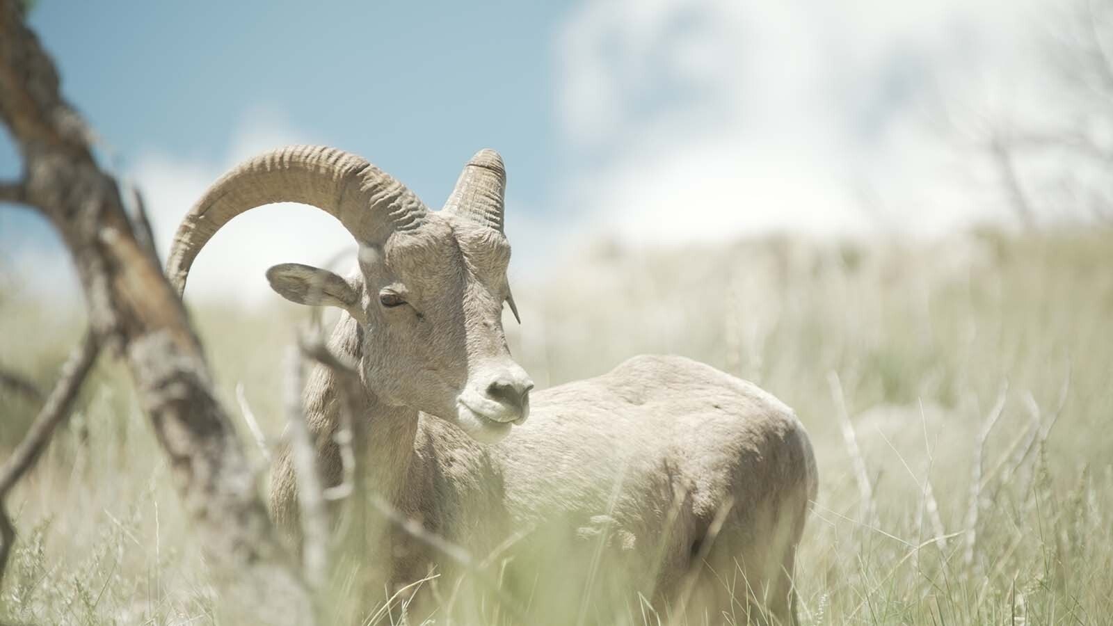The Ferris-Seminoe bighorn sheep are one of Wyoming’s most prized herds. There’s concern that a proposed power project at Seminoe Reservoir could disrupt their crucial winter habitat.