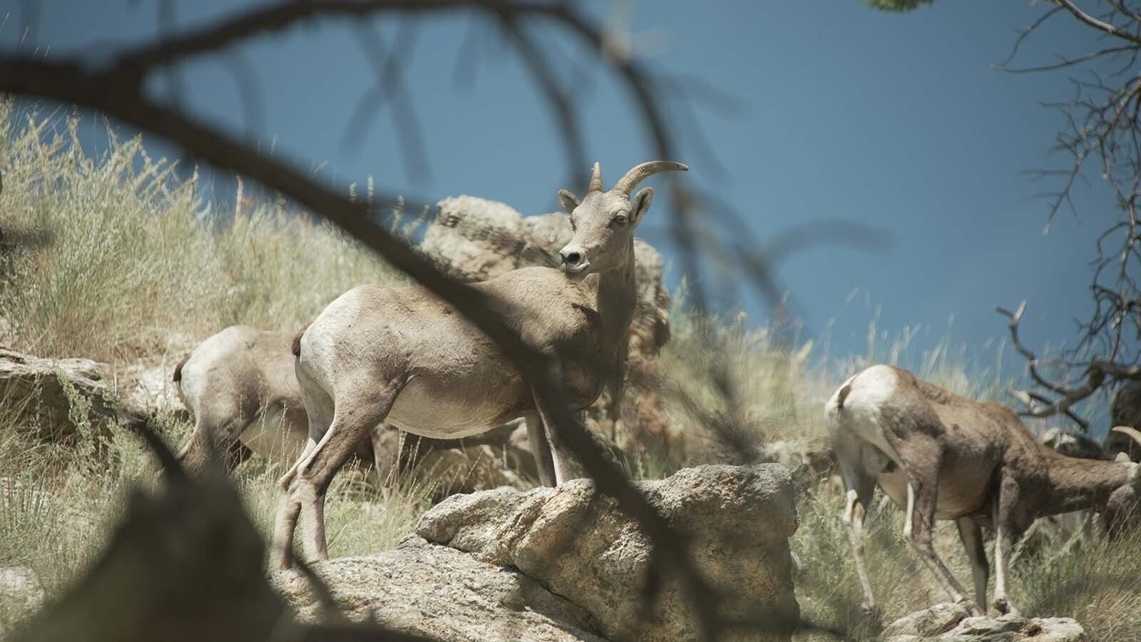 The Ferris-Seminoe bighorn sheep are one of Wyoming’s most prized herds. There’s concern that a proposed power project at Seminoe Reservoir could disrupt their crucial winter habitat.