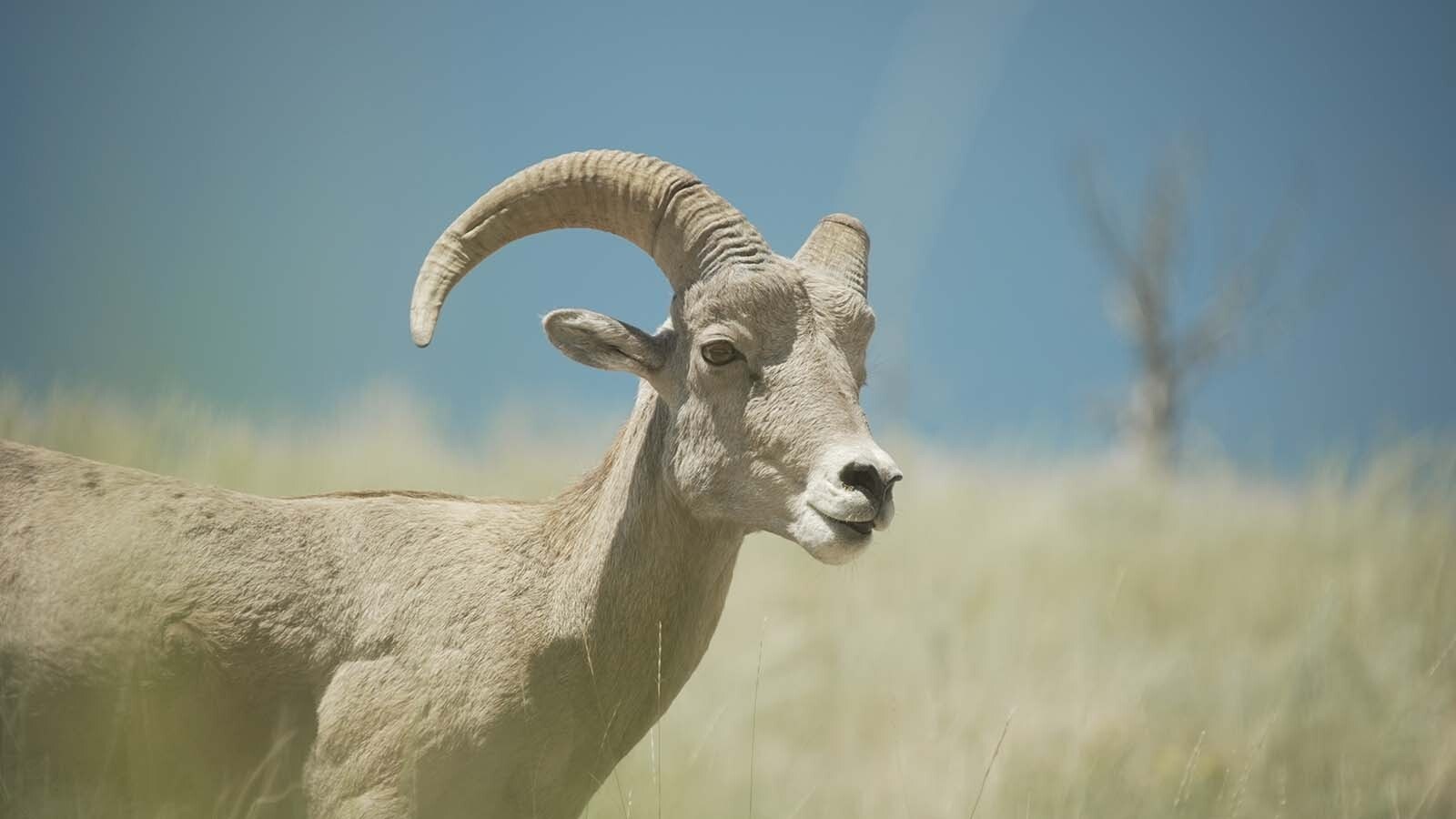 The Ferris-Seminoe bighorn sheep are one of Wyoming’s most prized herds. There’s concern that a proposed power project at Seminoe Reservoir could disrupt their crucial winter habitat.