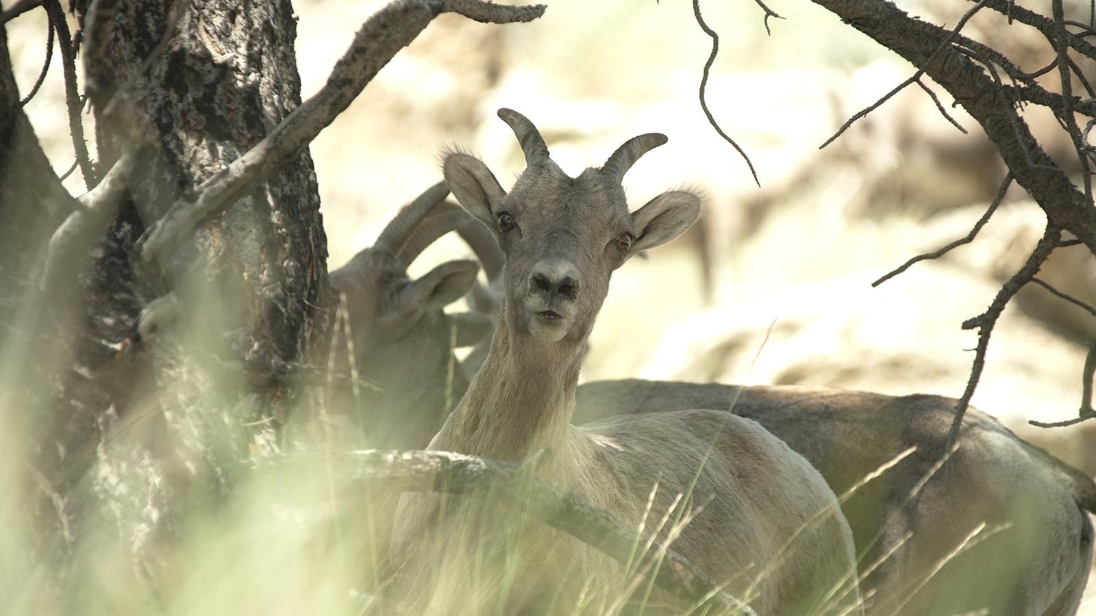 The Ferris-Seminoe bighorn sheep are one of Wyoming’s most prized herds. There’s concern that a proposed power project at Seminoe Reservoir could disrupt their crucial winter habitat.