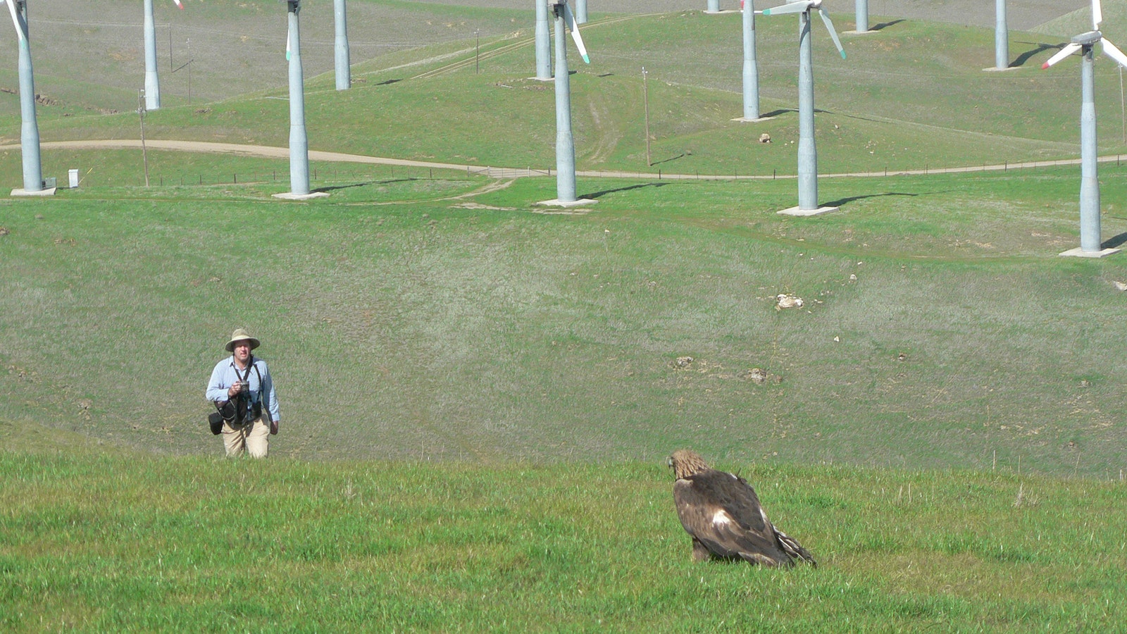 Ecology expert Shawn Smallwood walking through a wind farm, greeted by a live bird — something that he doesn’t usually see given the nature of his work to count bird carcasses caused by wind turbines.