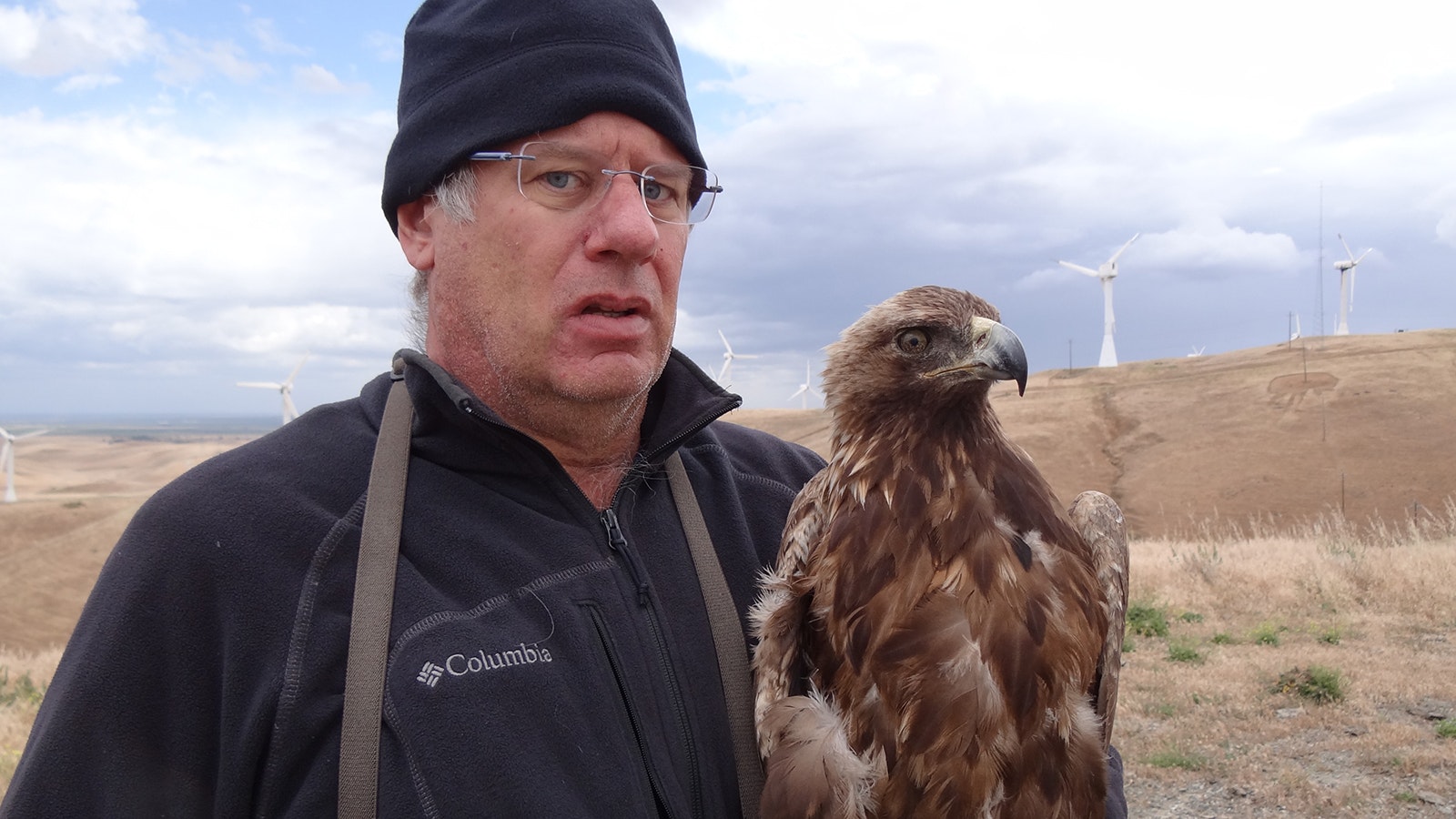 Shawn Smallwood holds a golden eagle chick getting measured or various conditions. This falcons nested in the nacelle of a derelict wind turbine.