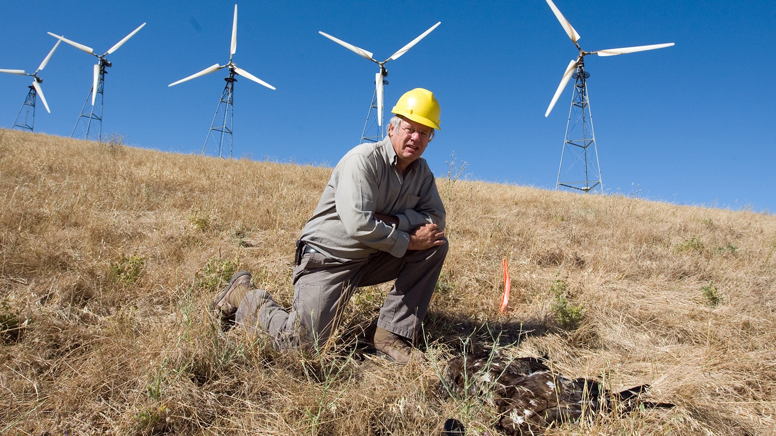 Ecologist Shawn Smallwood standing over a dead eagle carcass in a wind farm in California’s Altamont Pass.
