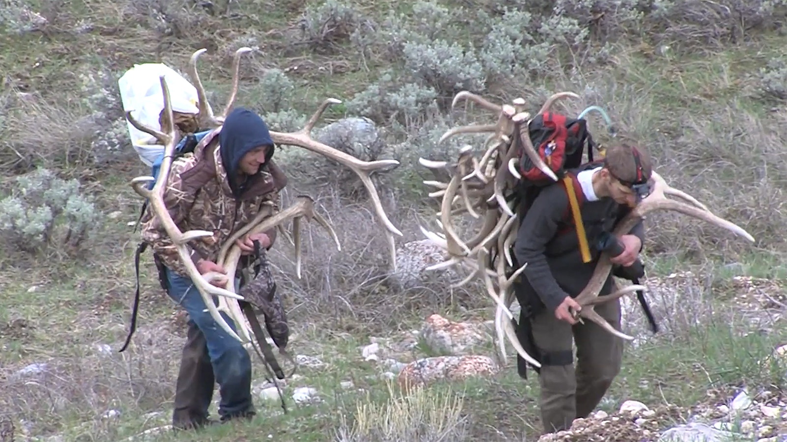 Shed antler hunting season opened Monday on the National Elk Refuge in Teton County, and opens May 15 elsewhere around Wyoming.