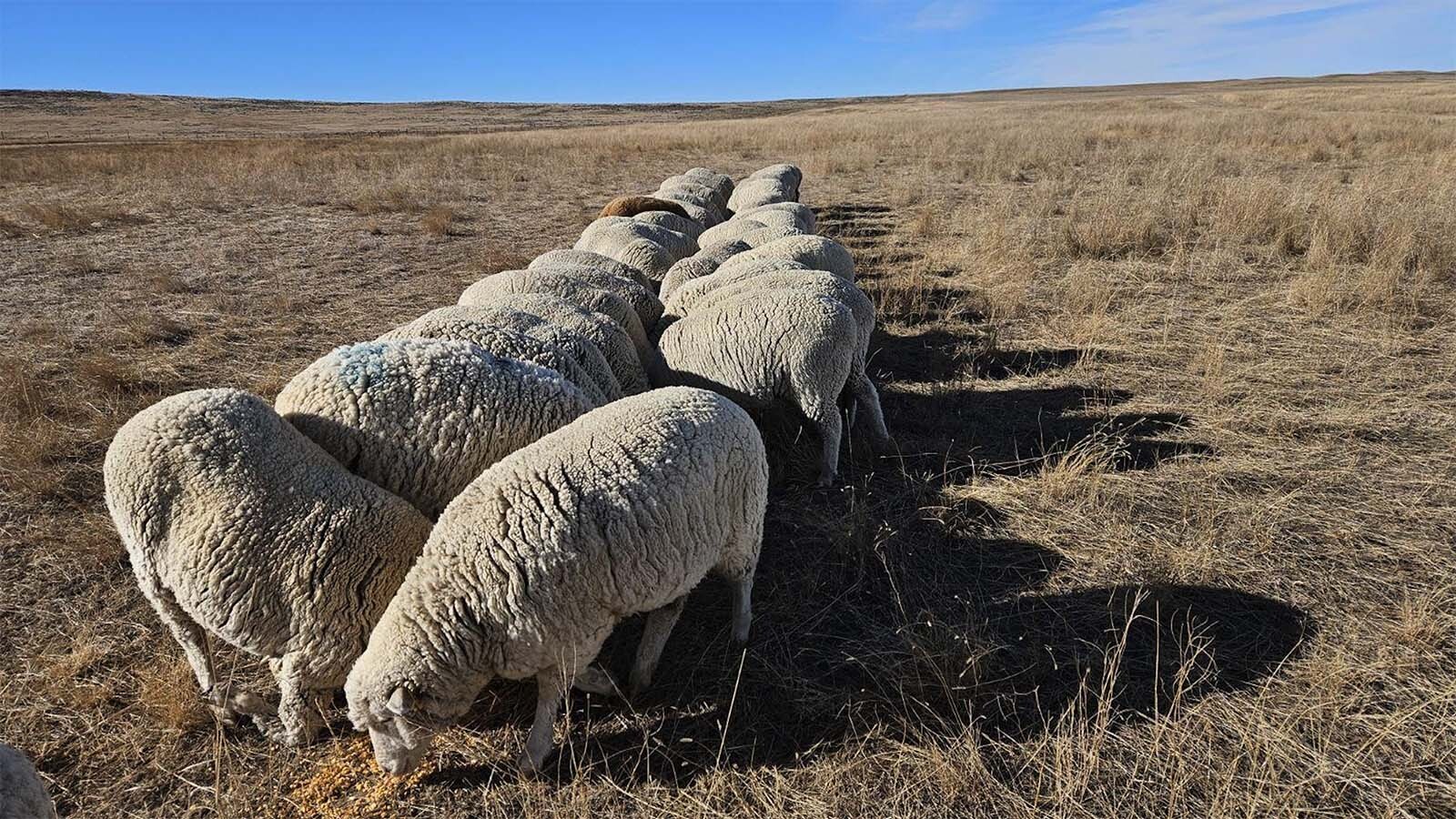 Wyoming Sheep Jams Reveal Mounting Pressures On Local Ranches And Farms ...