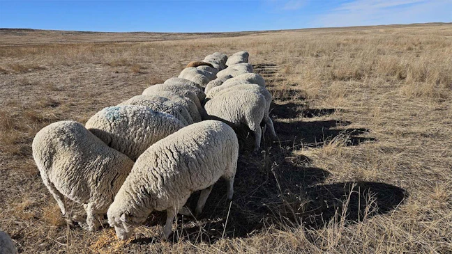 Wyoming Sheep Jams Reveal Mounting Pressures On Local Ranches And Farms ...