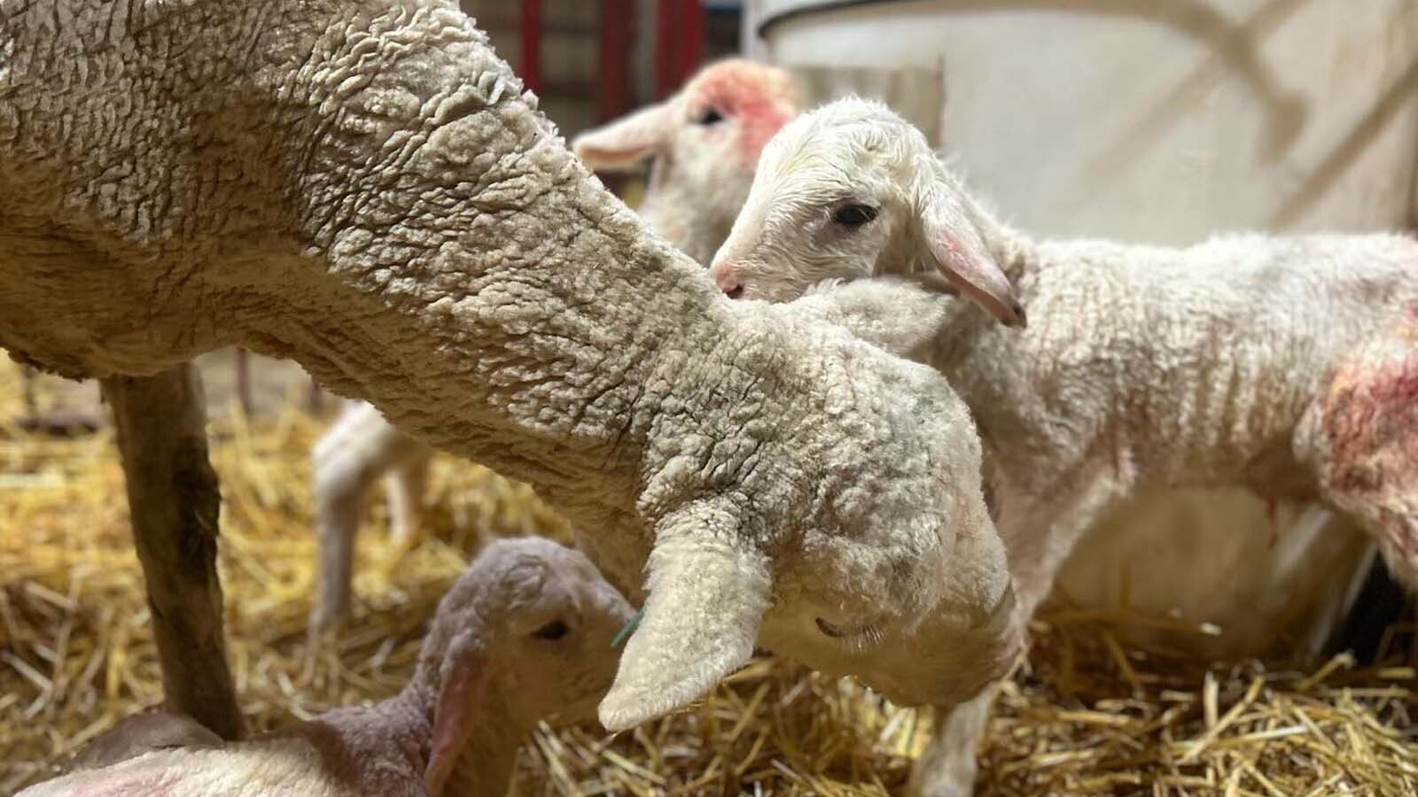 Lambing in Burns, Wyoming.