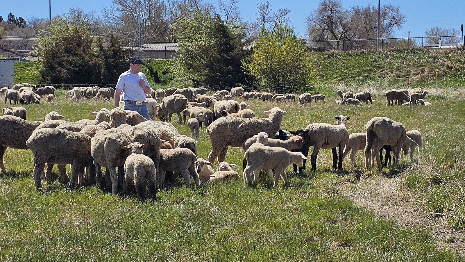 Mike Miller among his sheep at Gillette's third annual Sheepherding Festival.
