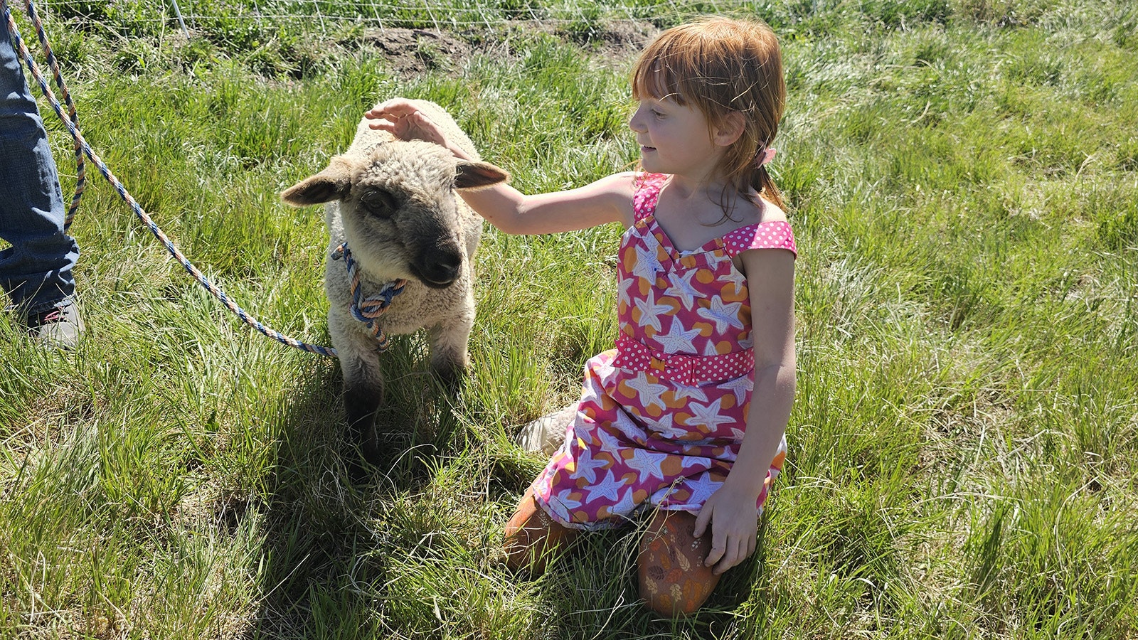 Camille Elfasser pets Pinky the sheep during Gillette's third annual Sheepherding Festival.