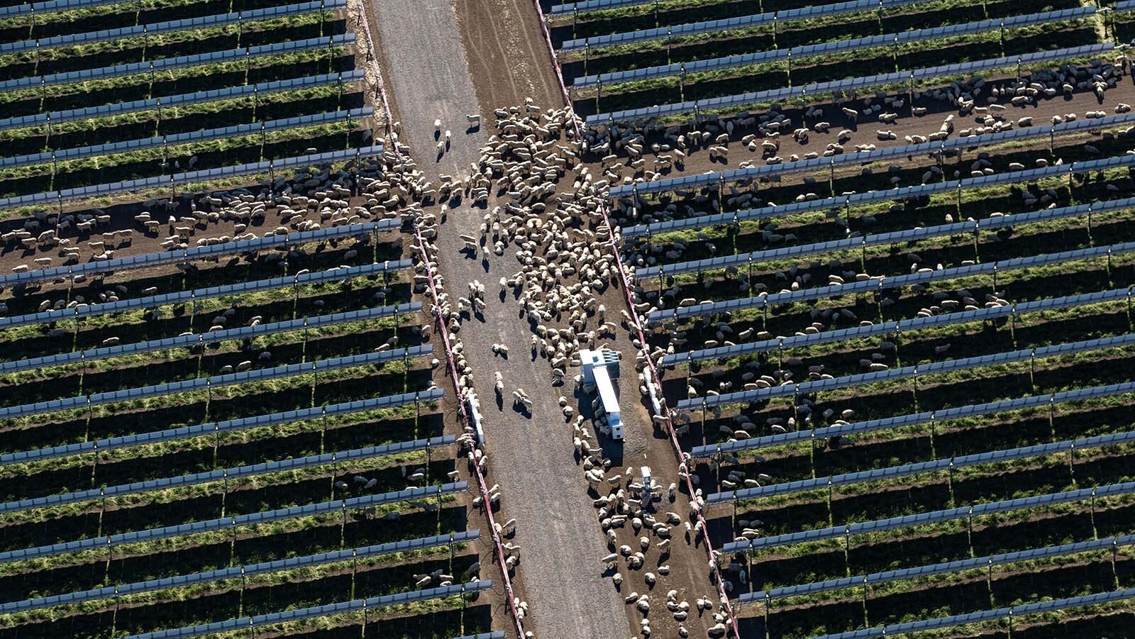 A large solar farm with raised panels that allow sheep to graze under them. A similar concept is proposed for a nearly 5,000-acre solar farm near Glenrock.