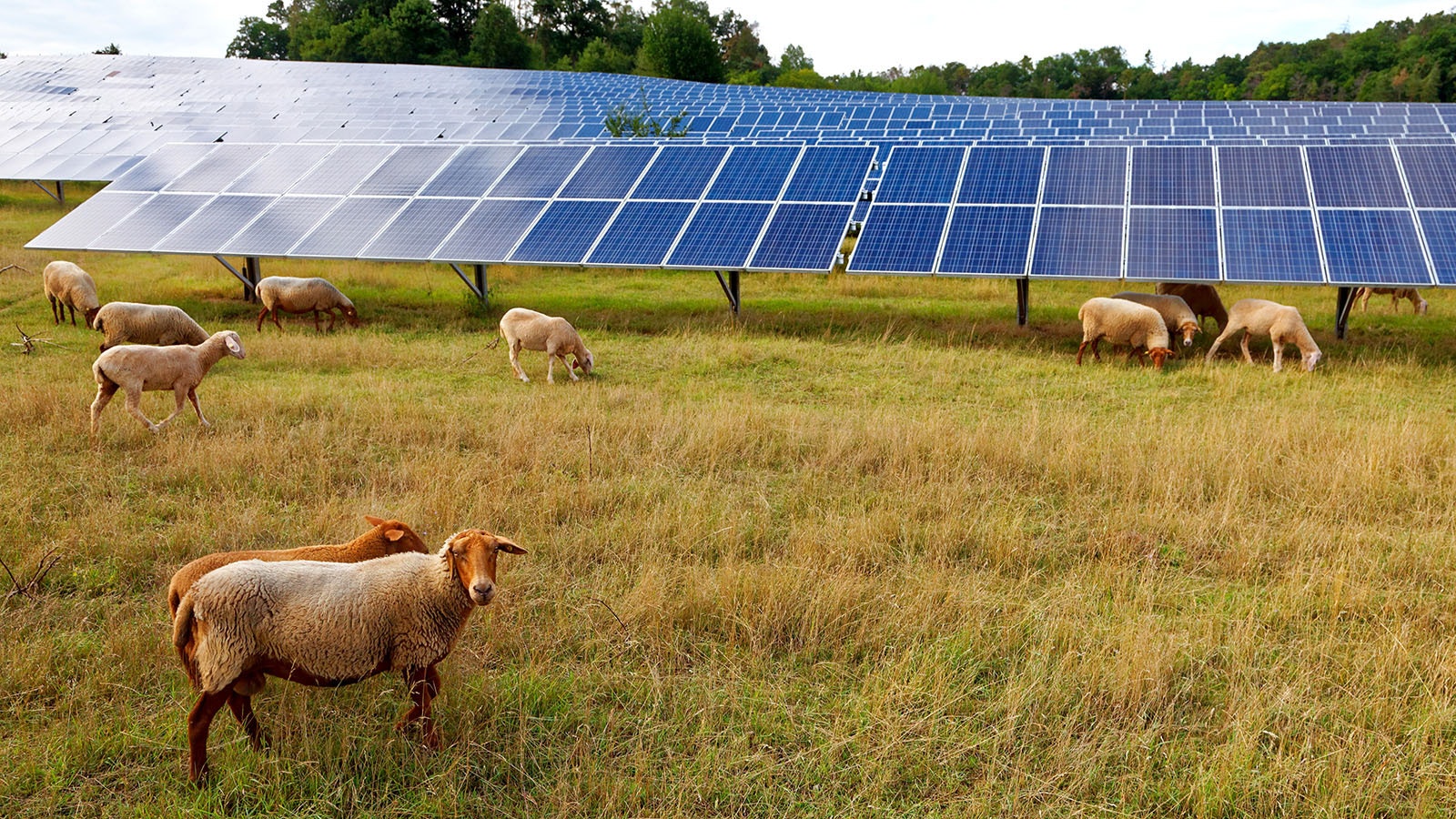 Sheep graze around and under a field of solar panels.