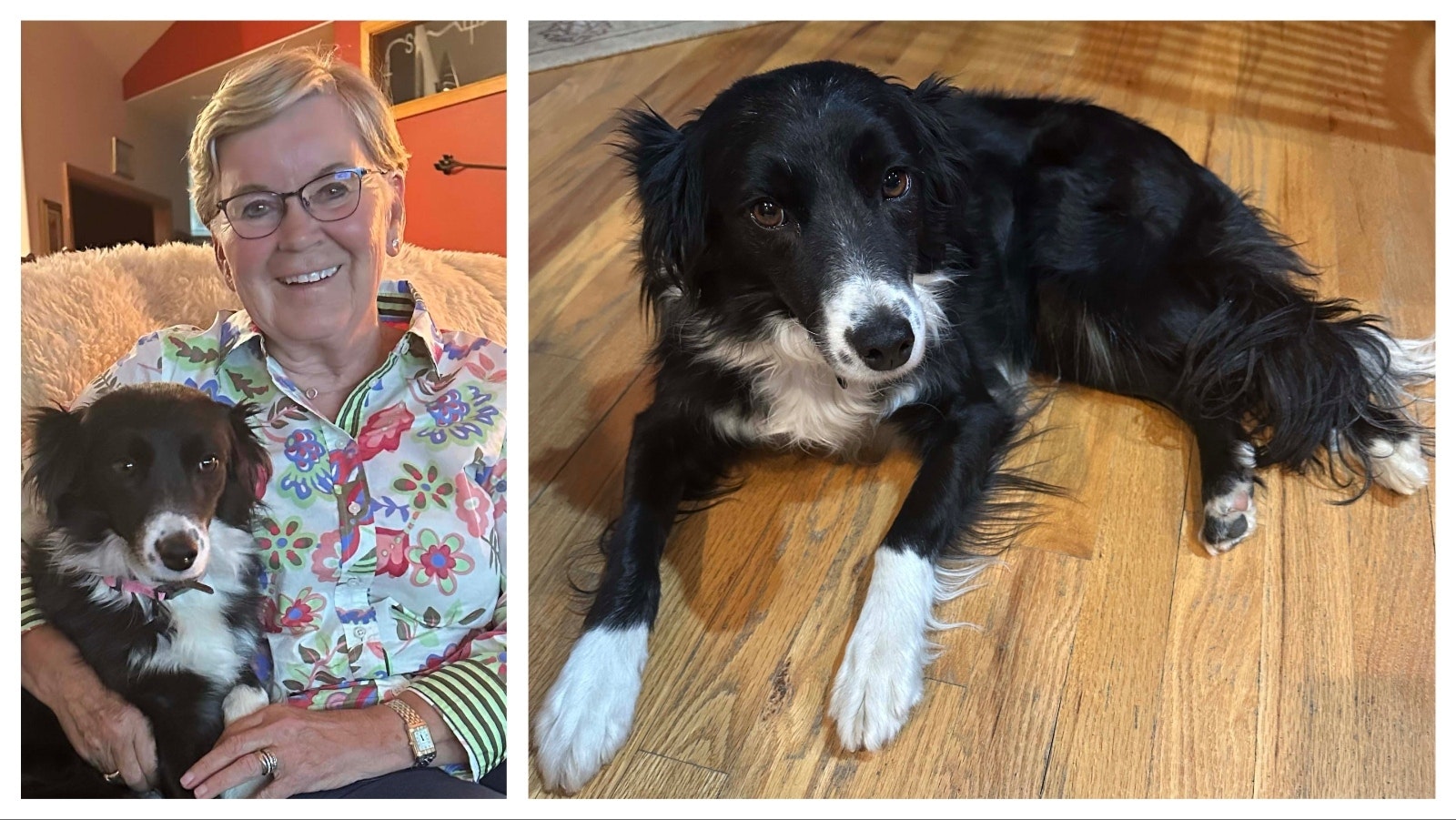 Maya is a border collie that never took to herding sheep at the Warren Livestock Company ranch near Cheyenne. Instead, she gets to hang out in the ranch house with her favorite human, Susan Samuelson.