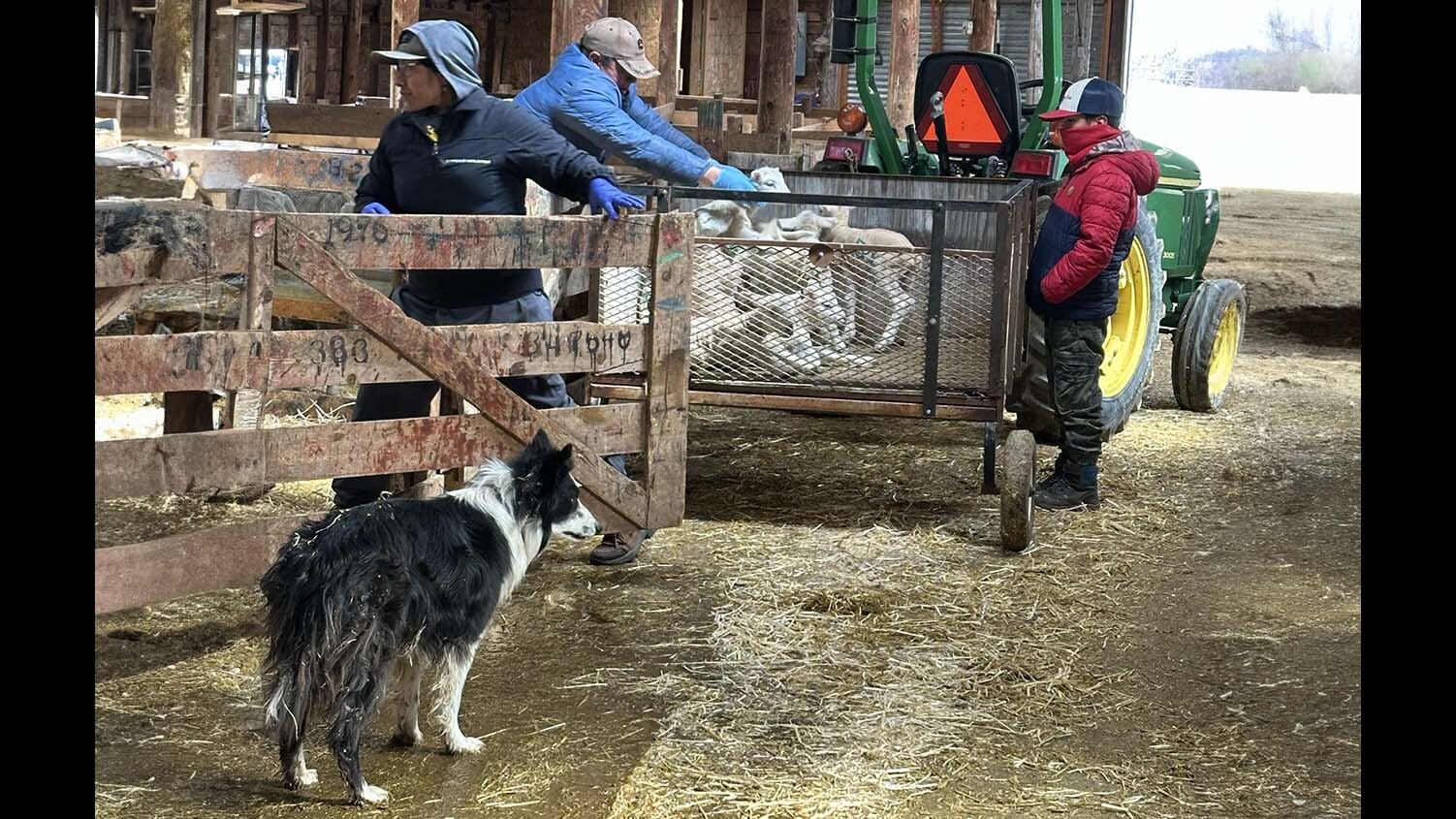 Border collies are excellent sheep herders, and are much appreciated on the Warren Livestock Company sheep ranch near Cheyenne.