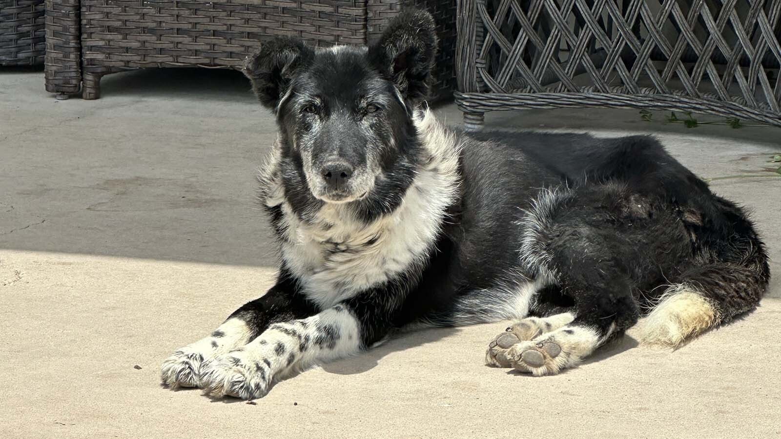 When working dogs on the Warren Livestock Company sheep ranch near Cheyenne get old, like this border collie, they get to retire and hang out on the ranch house porch.