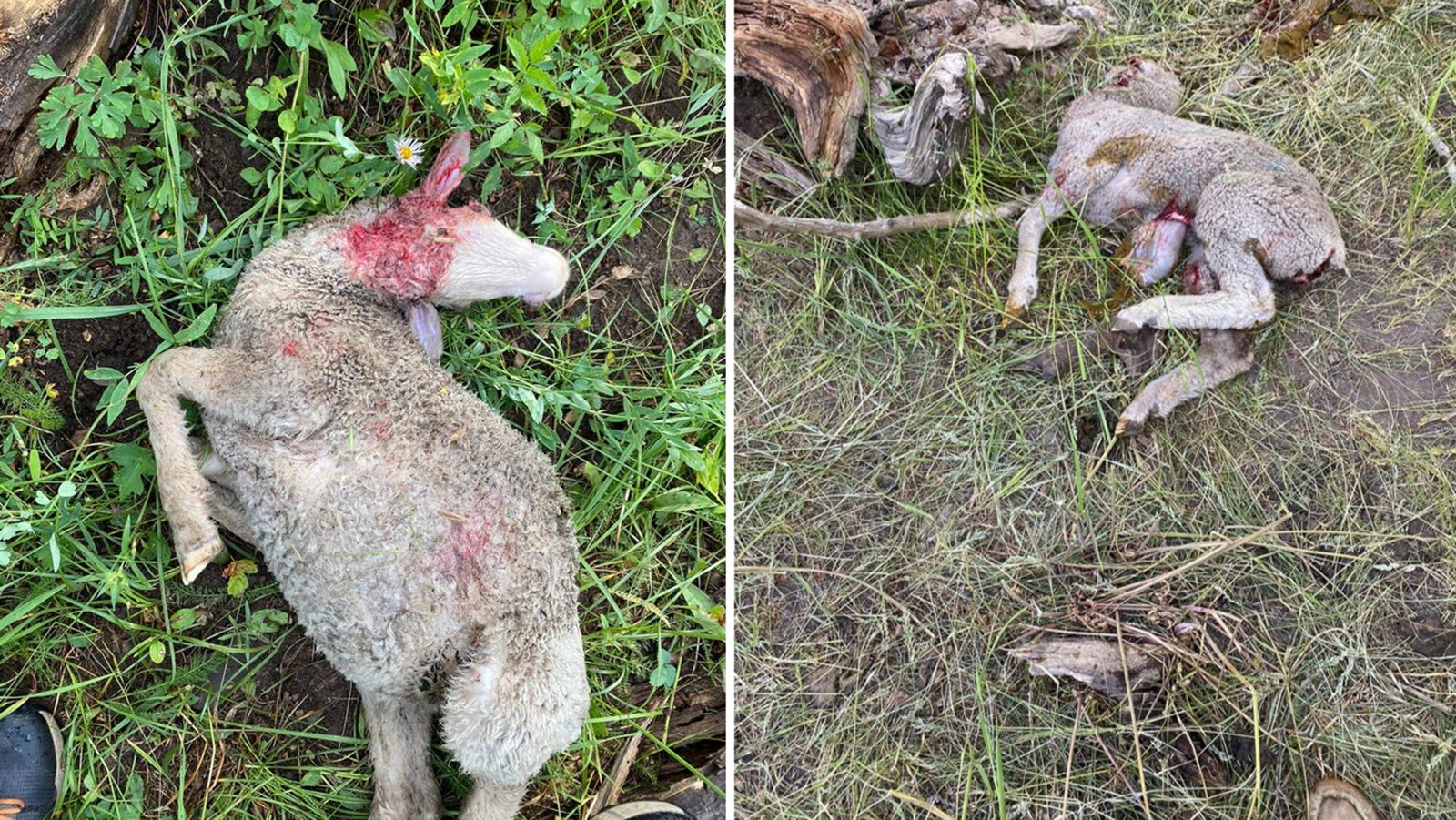 Sheep killed by grizzlies.