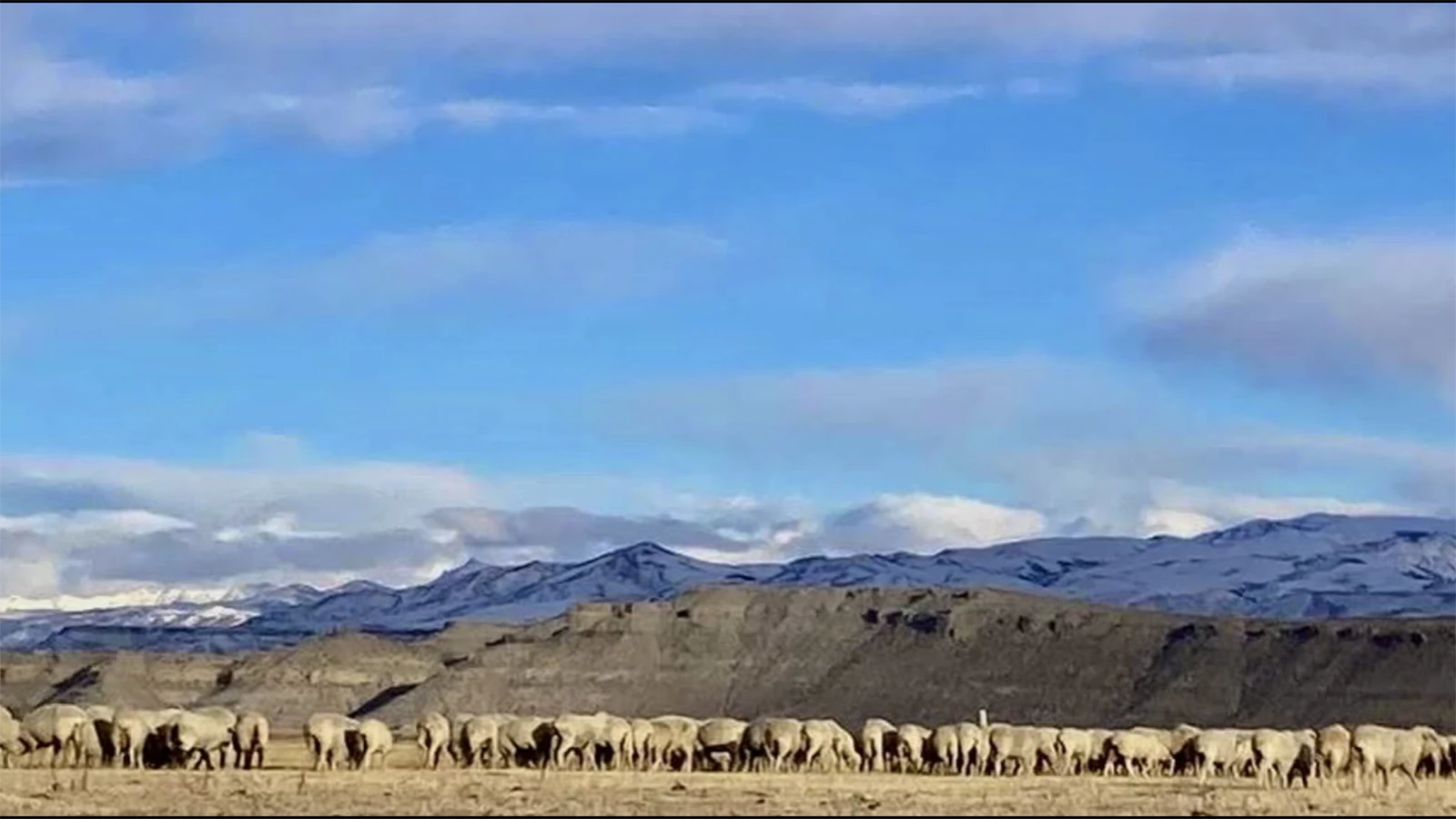 Cottonwood Creek Wool in Crowheart, Wyoming, is a family-based sheep ranch that sells an innovative product — sheep pellets as a soil amendment