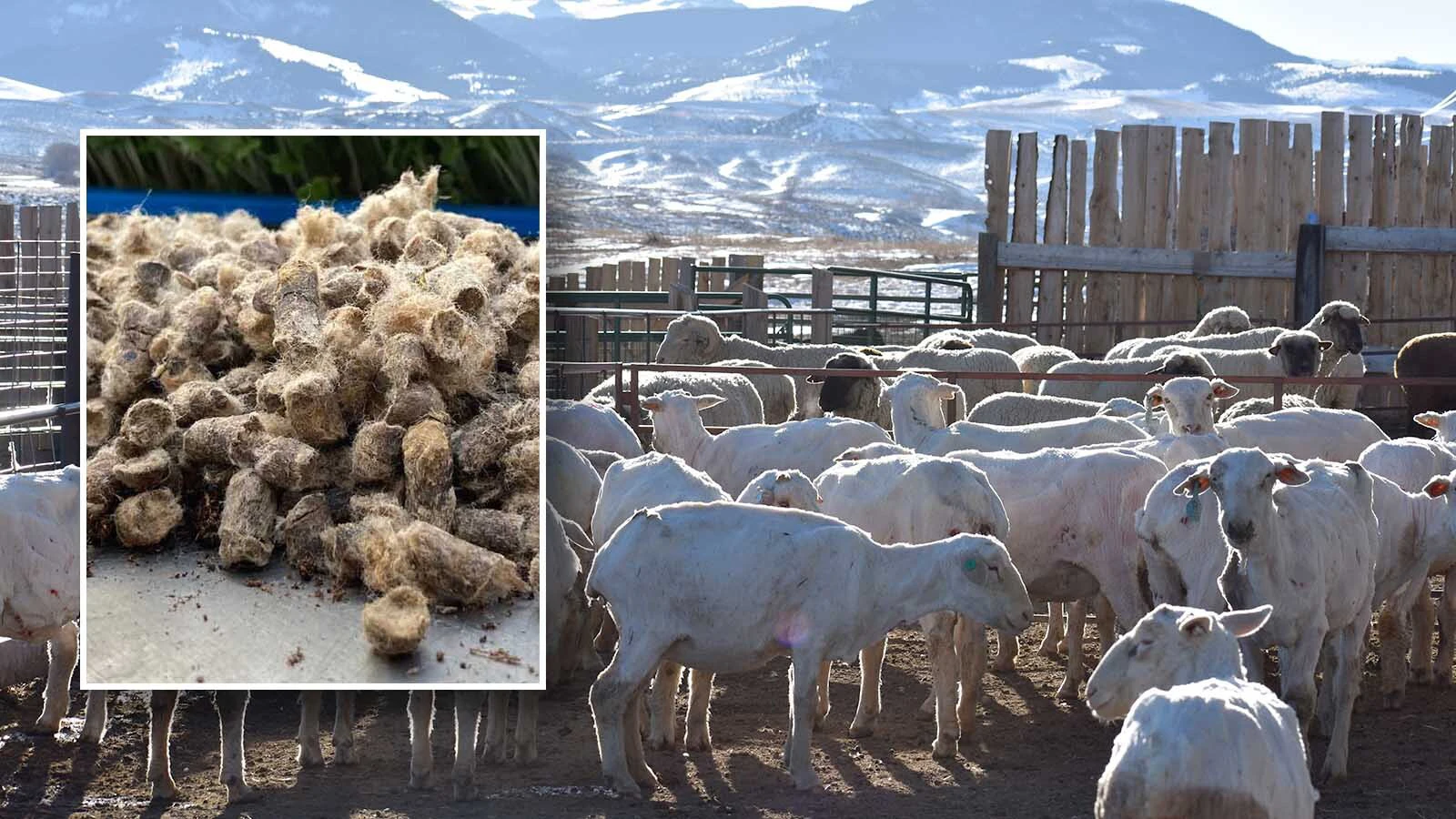 A Crowheart ranching family is compressing their waste wool into little pellets that fertilizes while helping up to 25% of their weight in water. That can be drought-busting for growers, as they hold that moisture in soil, studies show.