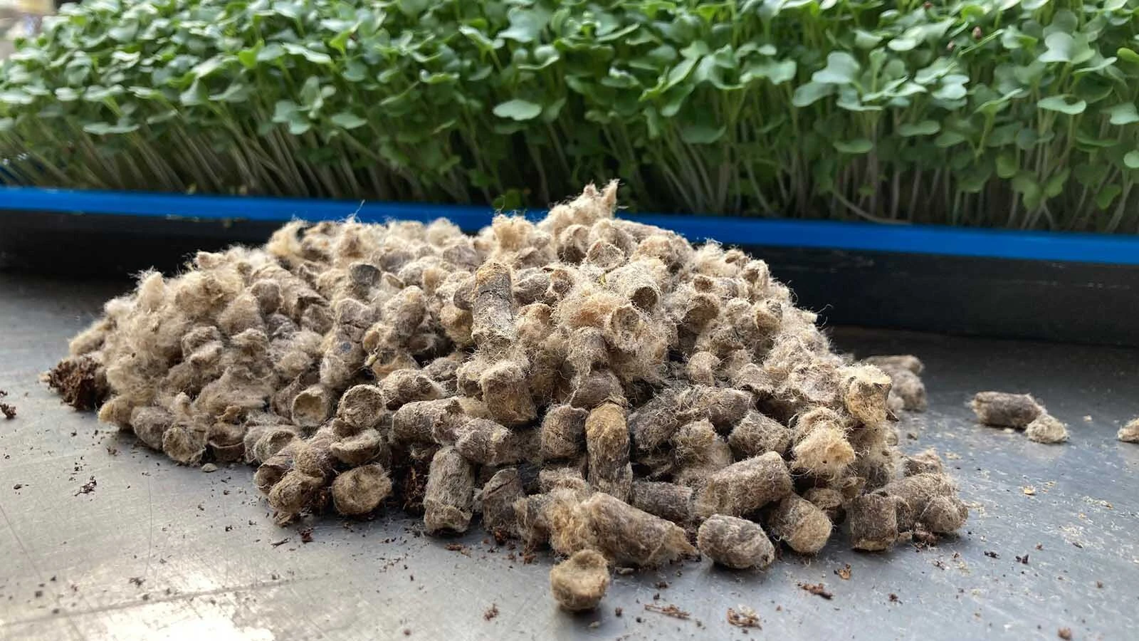 Waste wool has been made into pellets at a family ranch in Crowheart, Wyoming. These pellets are then used as a soil amendment that studies have shown slowly releases nutrients into the soil and helps retain up to 40% more moisture.