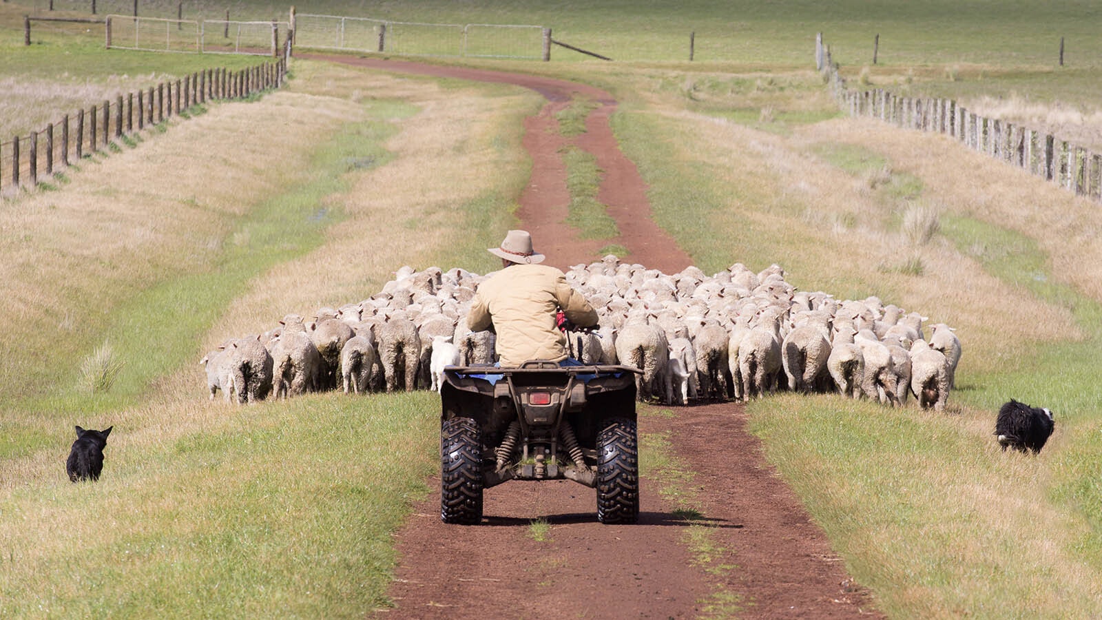 Sheep rancher on ATV getty 11 6 24