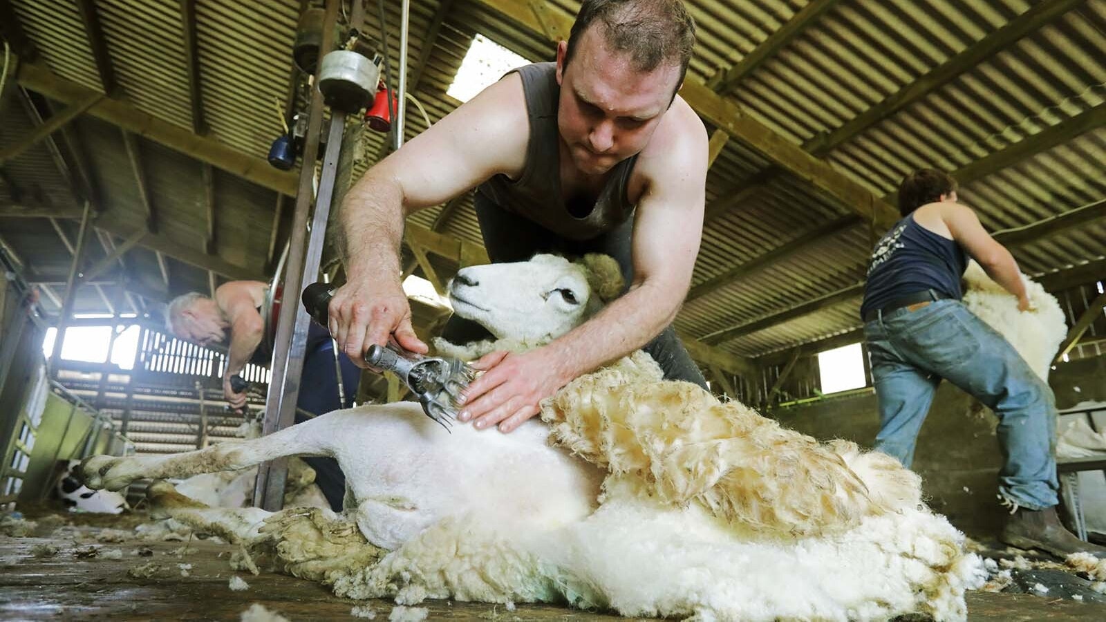 Wyoming's foreign trade zone can help open international markets for Cowboy State products like its high-quality wool, says a longtime sheep rancher.