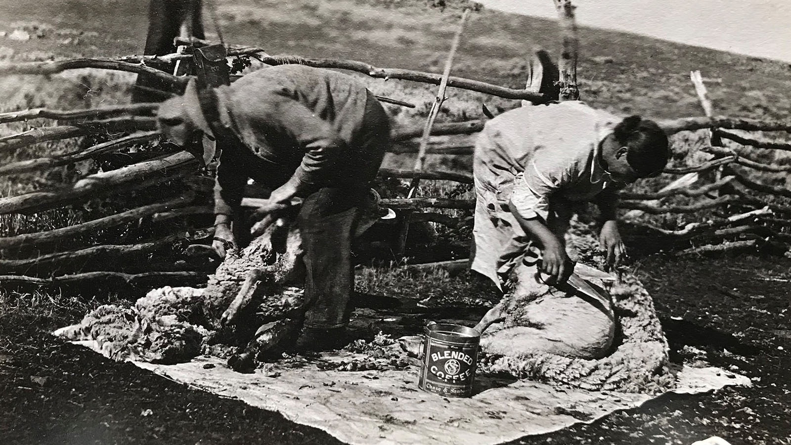 Lincoln Morrison, left, shears a sheep in 1915. In 1904, he was shot in the stomach in his family’s sheep camp.