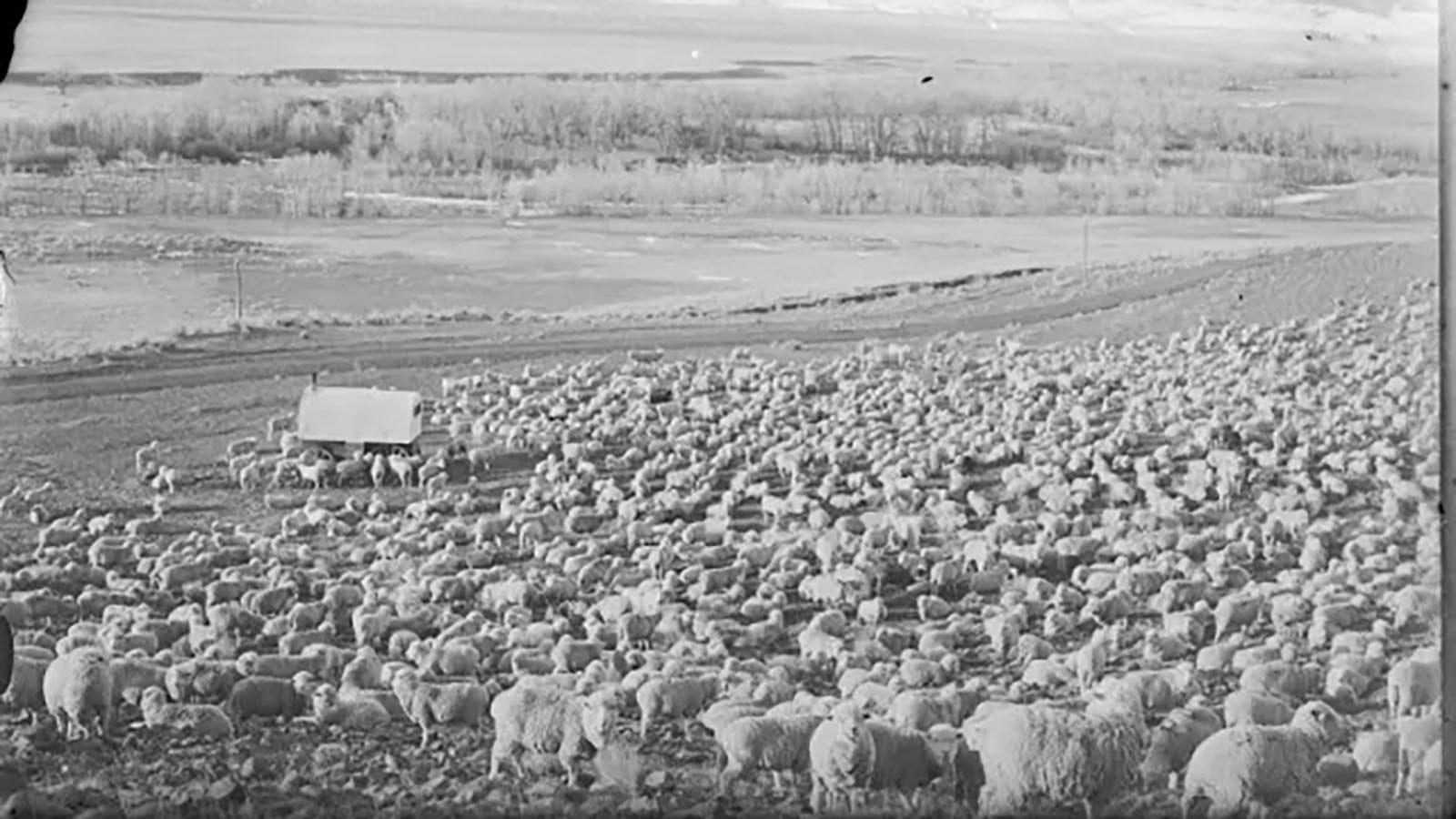 A typical Wyoming sheep herd and wagon in 1909.