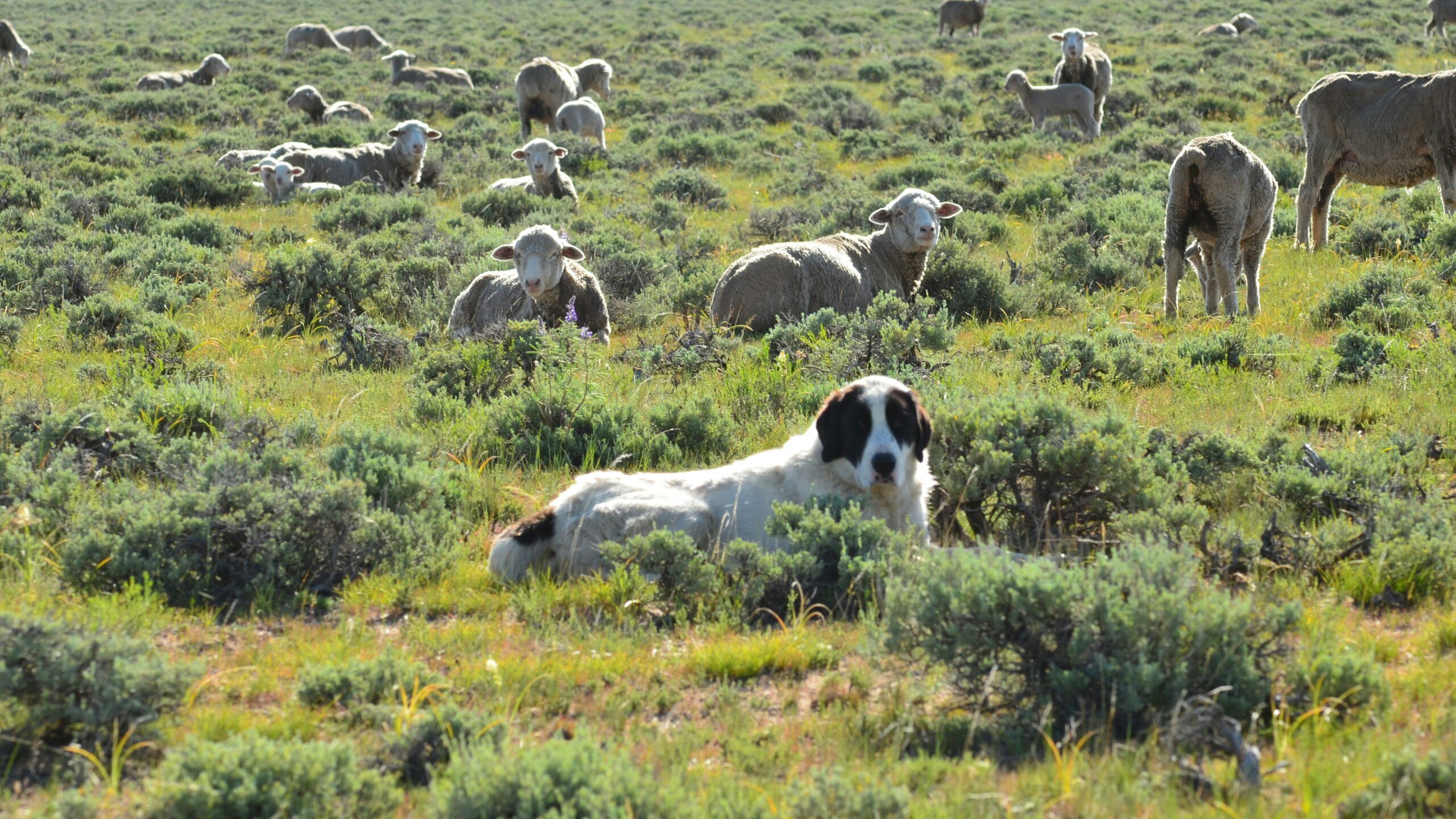 Sheepproduction scaled