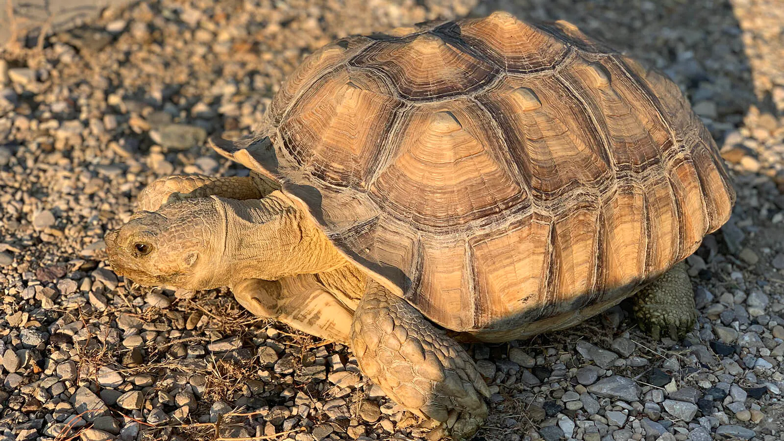 Wapiti Tortoise Escapes, Makes It A Mile Uphill Before Jailbreak Is ...