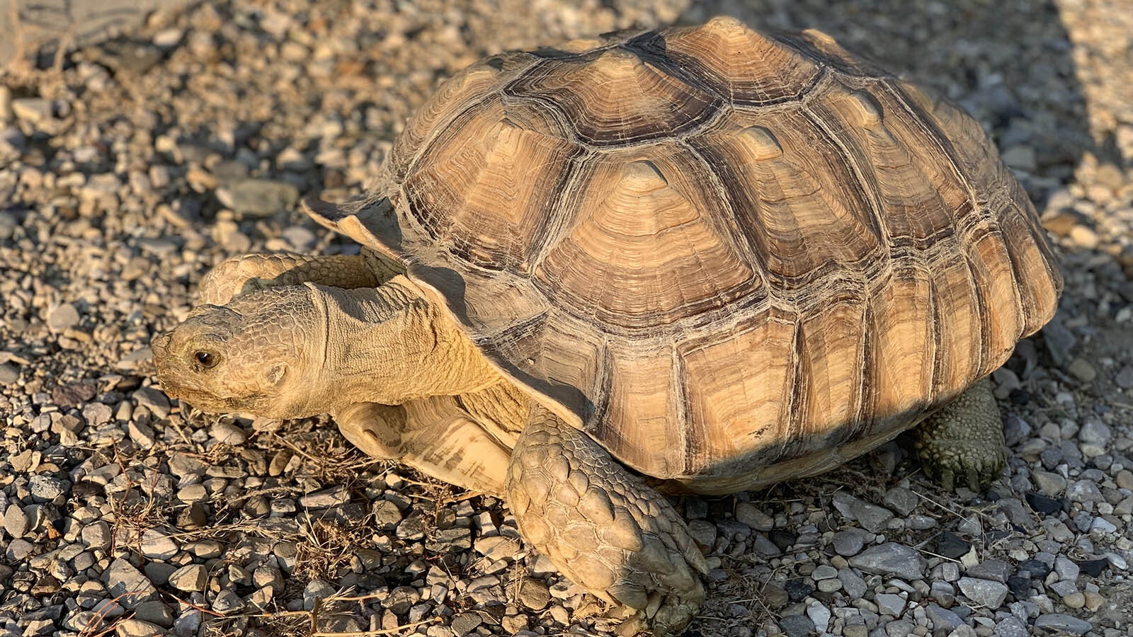 Sheldon is a 10-year-old sulcata tortoise that has escaped three times.