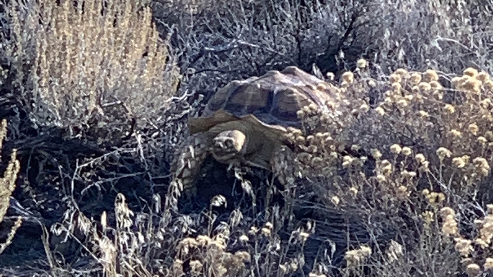 Sheldon is a 10-year-old sulcata tortoise that has escaped three times.