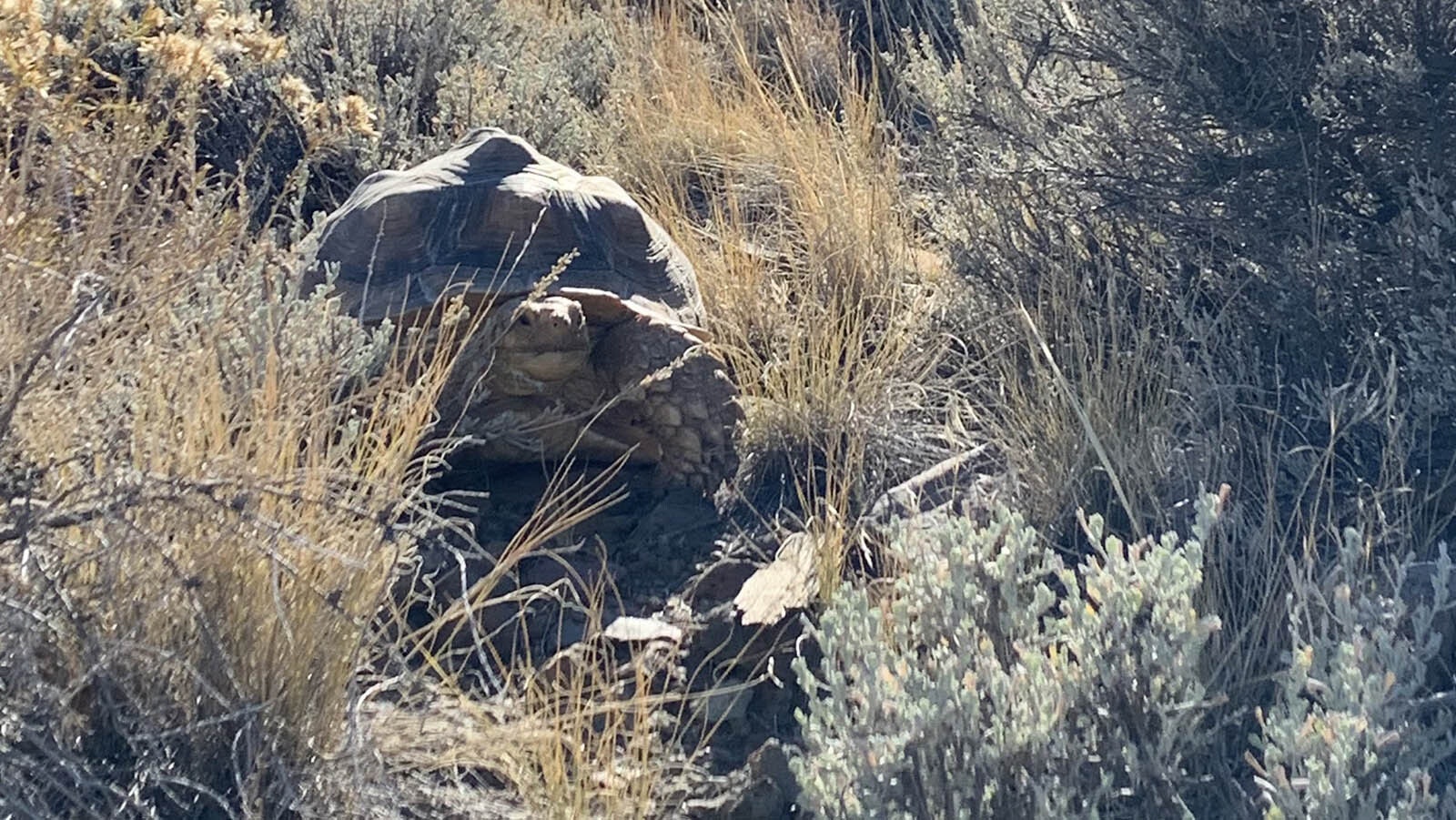 Sheldon the sulcata tortoise in the spot where he was spotted after escaping from his Wapiti home and trudging a mile away. Sean Cooper, Sheldon's owner, is grateful Lisa Peterman spotted him in the sagebrush, given how well the African tortoise blends in with Wyoming's environment.