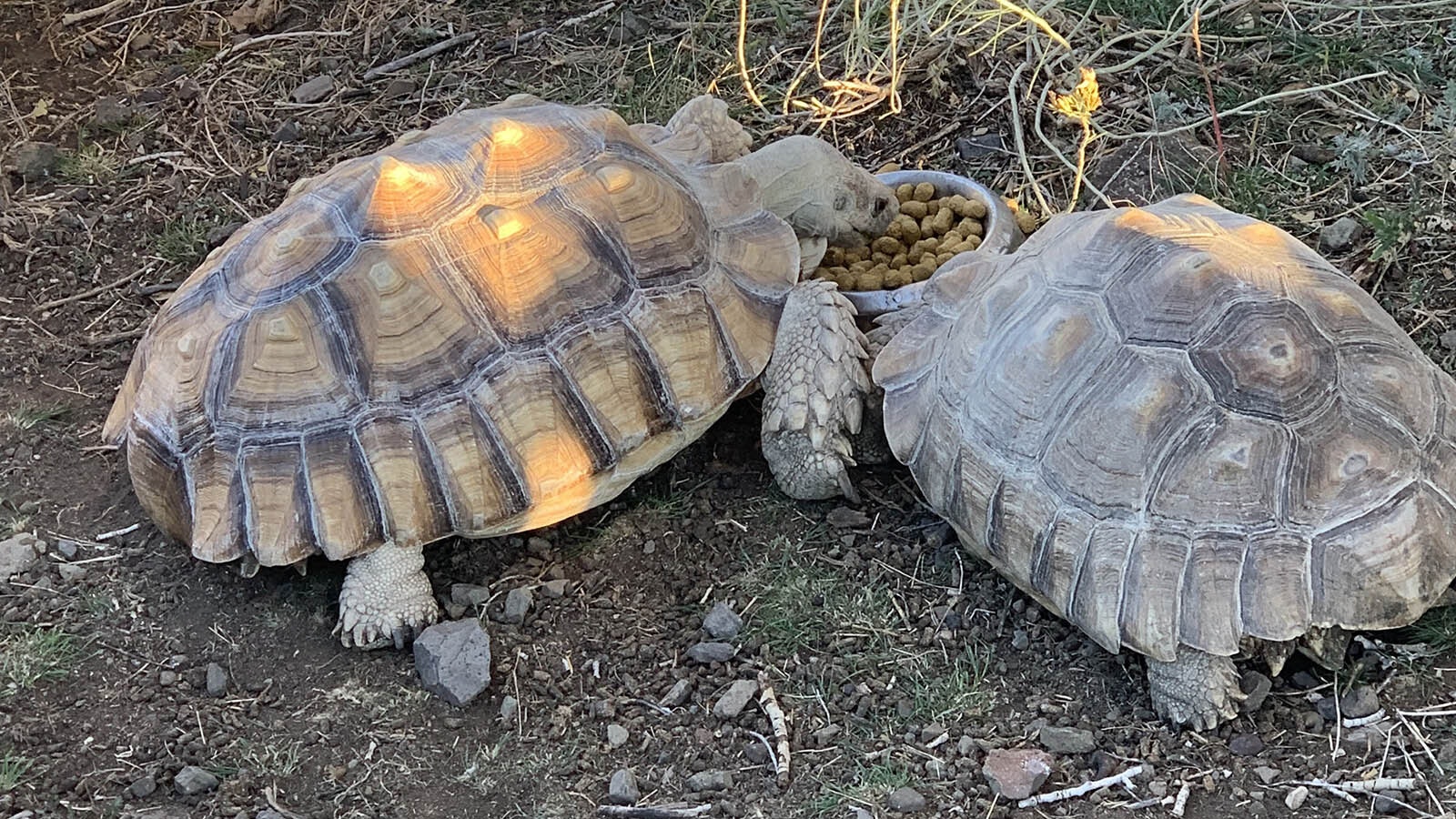 Sheldon and Shelly, a female sulcata tortoise, enjoy a romantic meal in their outdoor habitat. Sean Cooper says the only reason Sheldon escaped was because October is Sheldon's breeding season and he had separated the tortoises, driving Sheldon to escape and find another wayward tortoise in the wilds of Wapiti.