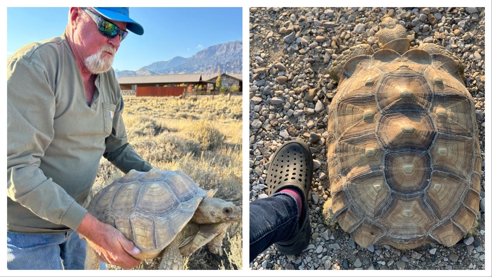 Veterinarian Ray Acker with Sheldon, a 10-year-old sulcata tortoise, after he rescued the fugitive tortoise and drove him a mile back to his home in Wapiti.