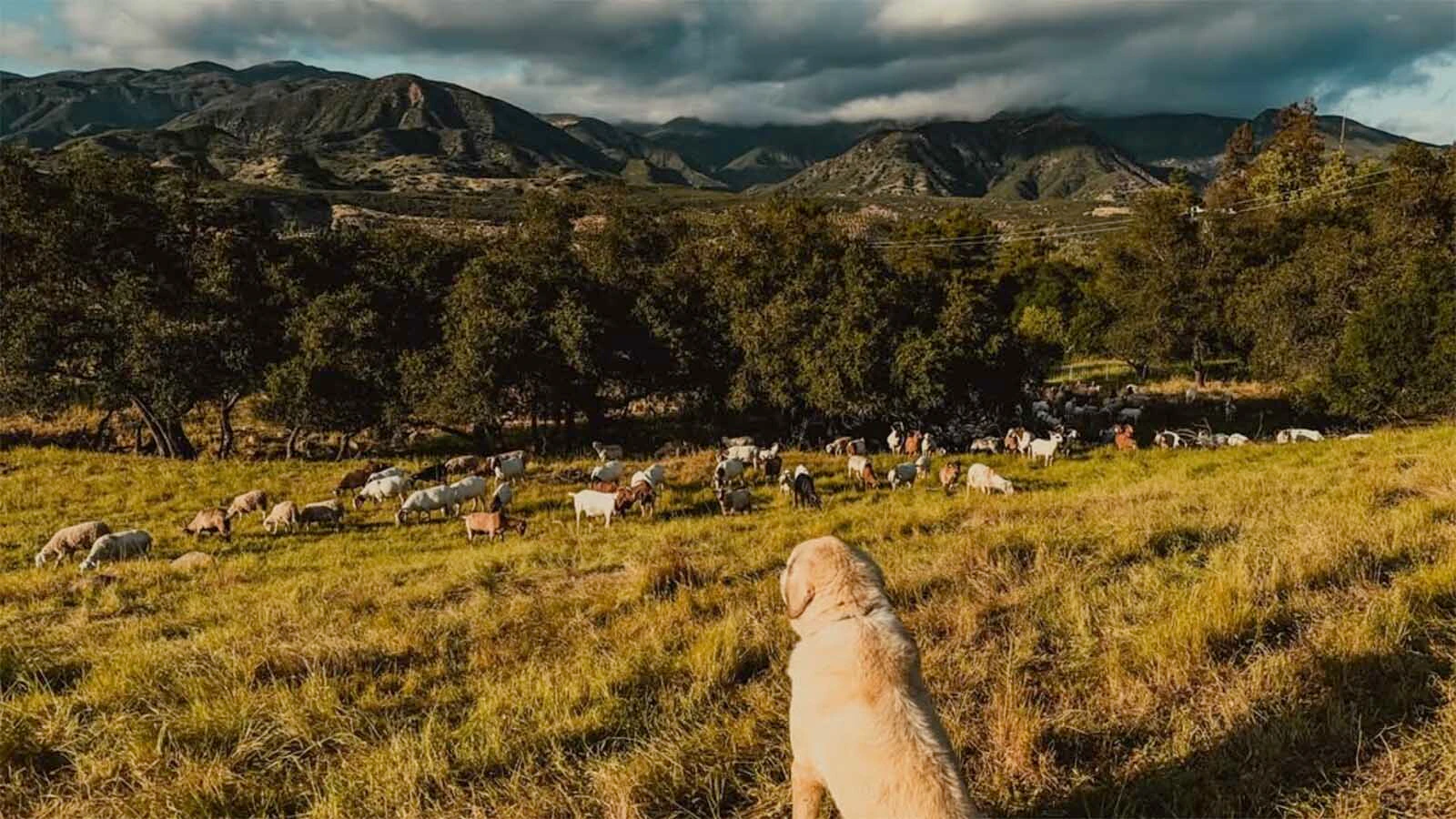 Brittany Cole Bush who grew up near the beach in San Diego got her first goats from a Wyoming ranch. Now her goats are gobbling down unwanted weeds and vegetation across California.