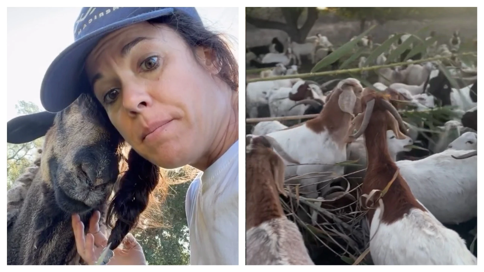 Brittany Cole Bush who grew up near the beach in San Diego got her first goats from a Wyoming ranch. Now her goats are gobbling down unwanted weeds and vegetation across California.