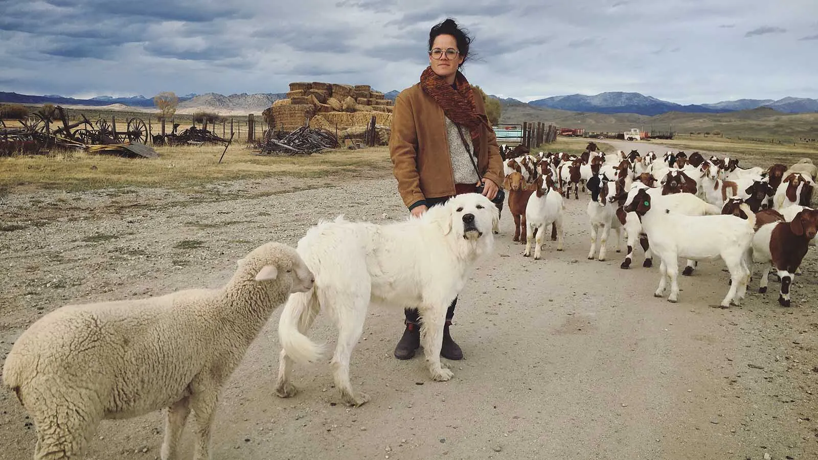 Brittany Cole Bush with a herd of goats on the Arambel Ranch. The shepherdess who grew up near the beach in San Diego got her first goats from a Wyoming ranch. Now her goats are gobbling down unwanted weeds and vegetation across California.