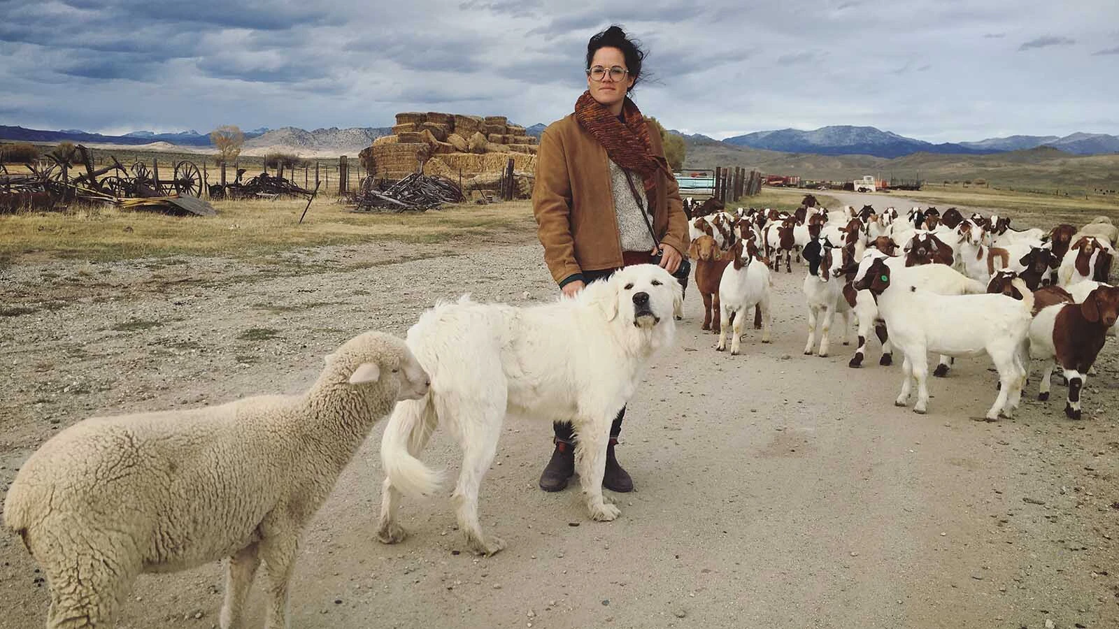 Brittany Cole Bush with a herd of goats on the Arambel Ranch. The shepherdess who grew up near the beach in San Diego got her first goats from a Wyoming ranch. Now her goats are gobbling down unwanted weeds and vegetation across California.