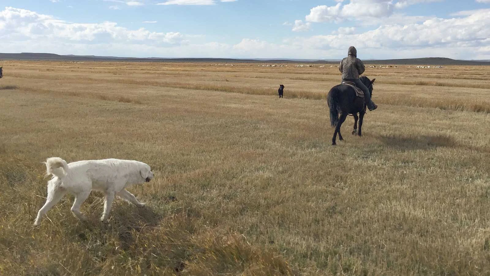 Lou Arambel rides horseback on his sheep ranch in western Wyoming.