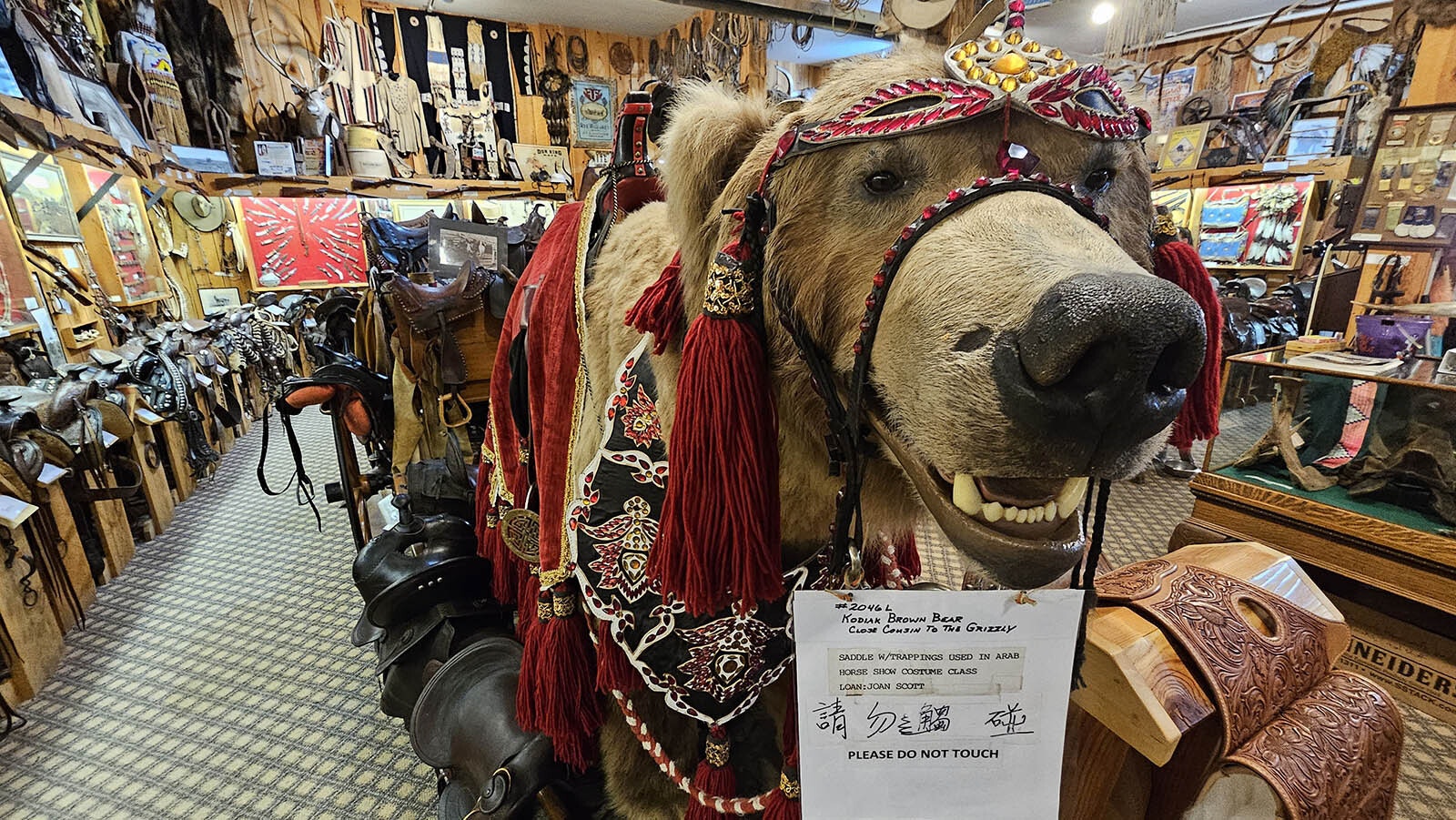 A Kodiak Brown Bear on display at King's Saddlery's Museum , with a saddle and trappings used in the Arab Horse Show Costume Class.