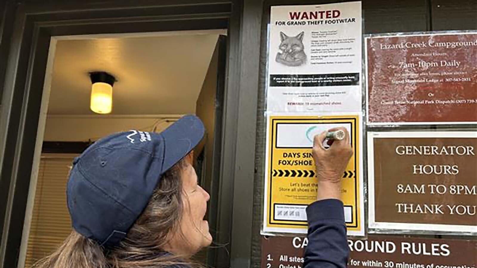 The National Park Service has put up lighthearted signs warning people of a fox, or foxes, stealing shoes from the Lizard Creek campground in Grand Teton National Park.