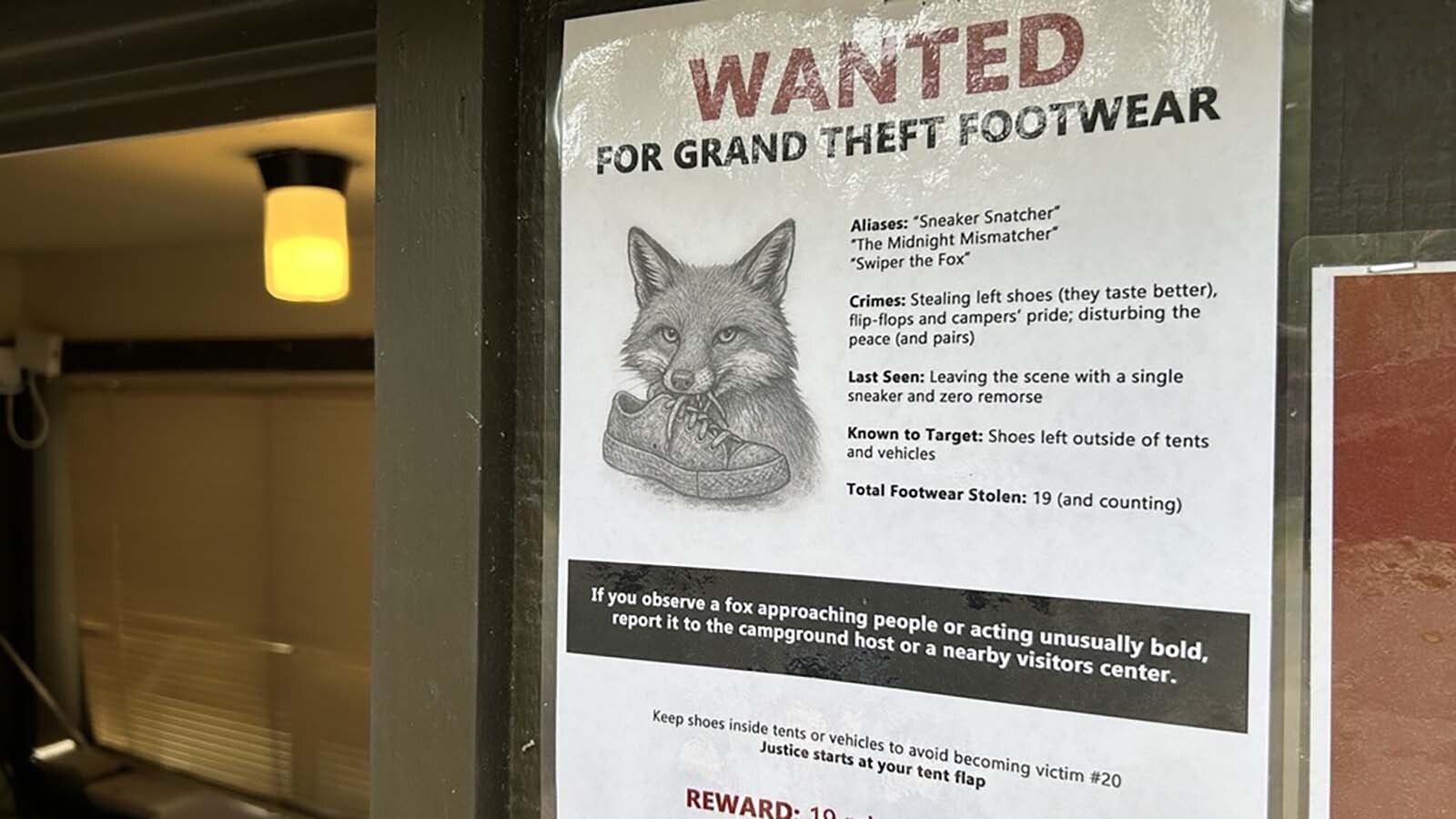 The National Park Service has put up lighthearted signs warning people of a fox, or foxes, stealing shoes from the Lizard Creek campground in Grand Teton National Park.