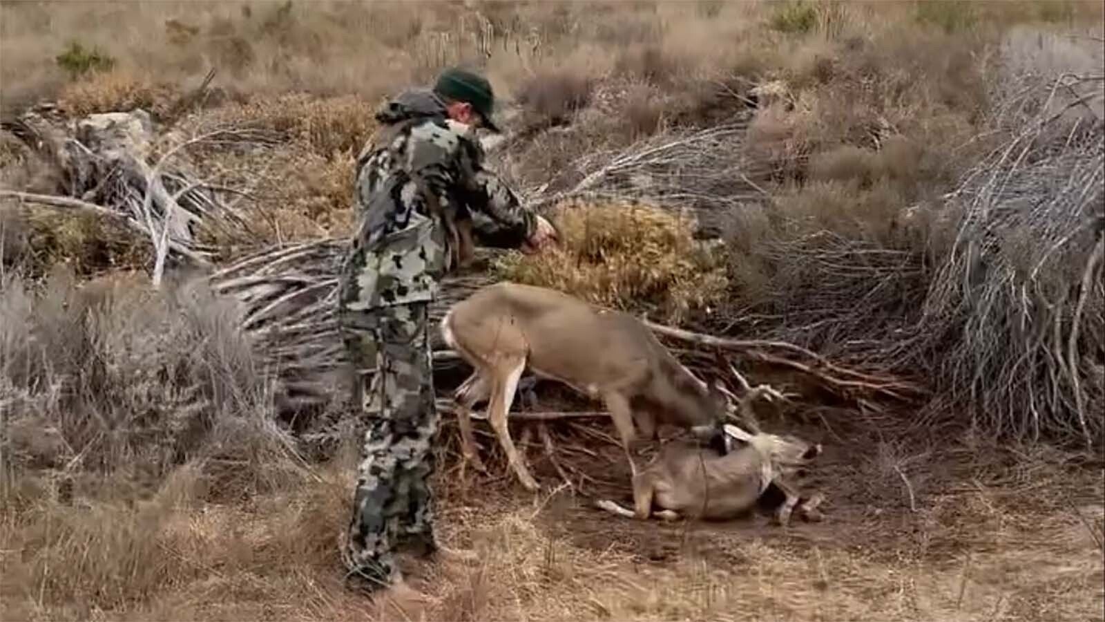Outdoorsman Barrett Liquori uses a Springfield Hellcat 9 mm pistol to shoot off roughly half of a white-tailed buck’s antler to free it from entanglement with a dead buck’s antler.