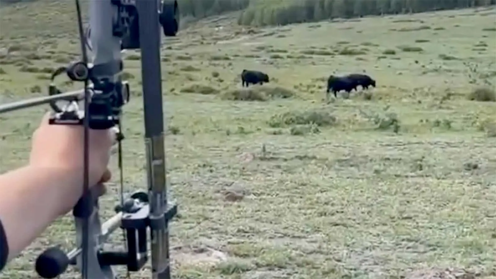 A hunting guide in Utah who shot his bow at cattle was convicted of attempted destruction of livestock.