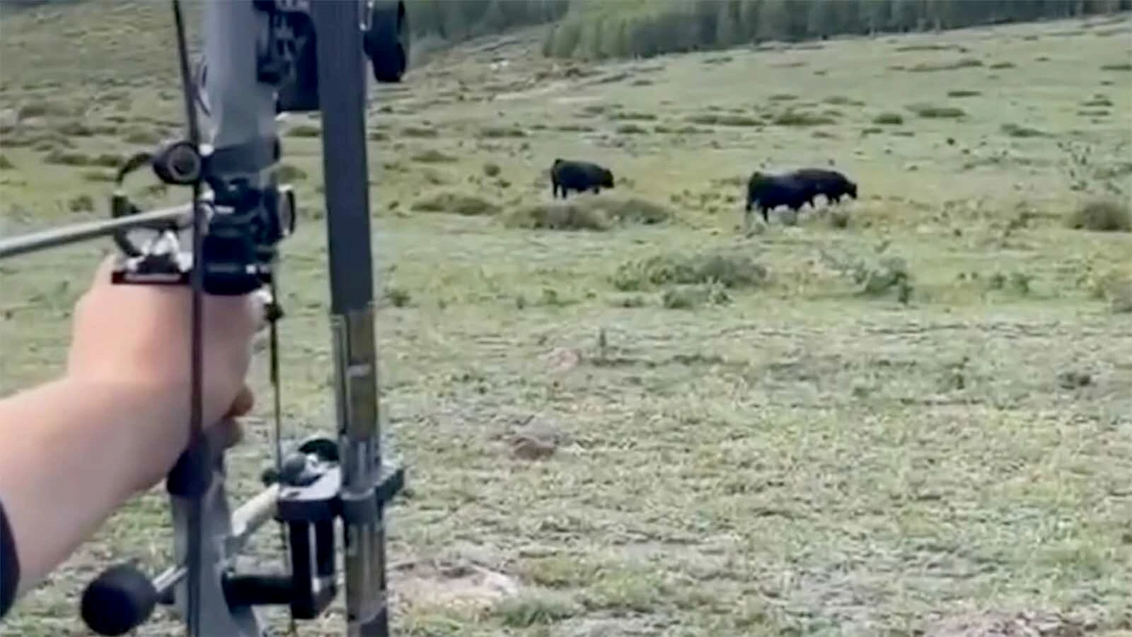A hunting guide in Utah who shot his bow at cattle was convicted of attempted destruction of livestock.