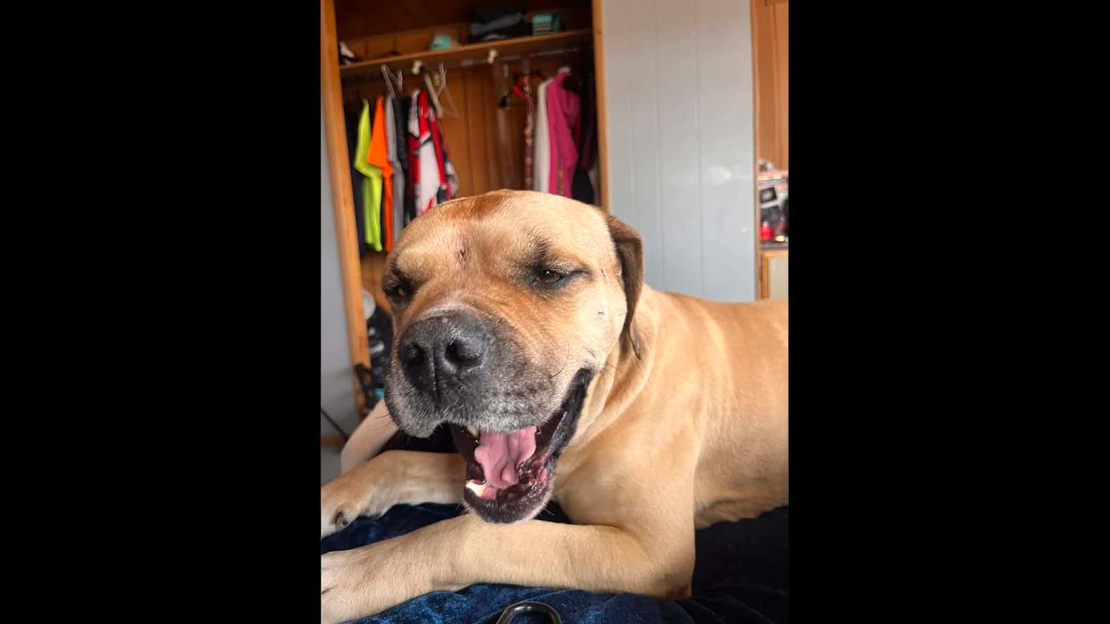 Rocco, a 6-year-old pit bull, recovering in his home in Emblem. Two dogs in Emblem were shot on successive days, leading some residents to believe they were victims of a drive-by shooting.