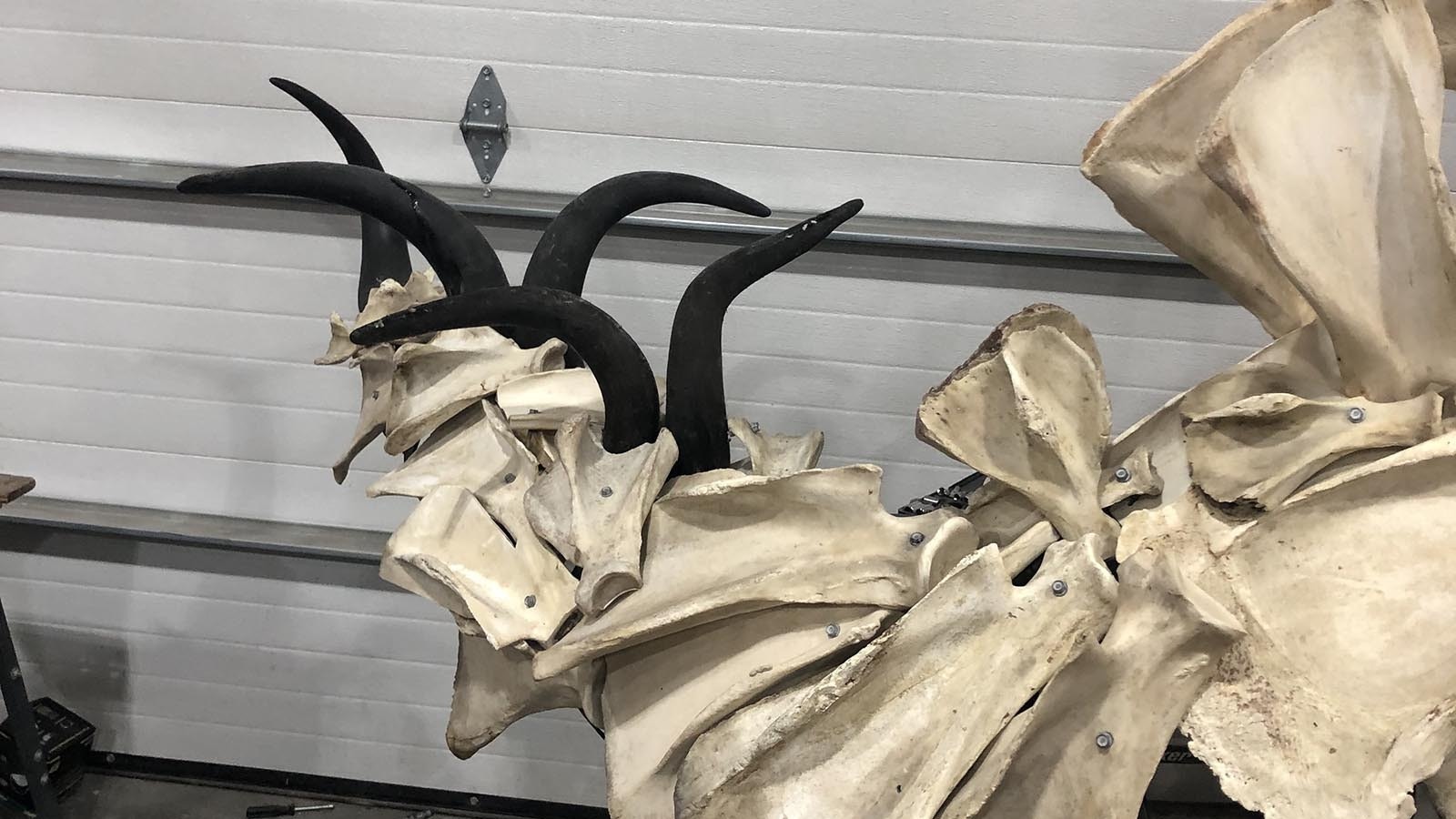 Wes Plummer collected shoulders from bison, elk, cattle and many other animals for three years until he had enough to build a prehistoric dinosaur from modern bones. It's funky, fun and named Windee.