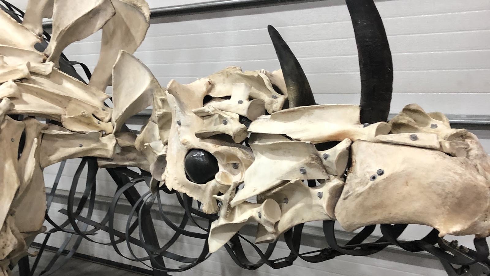 Wes Plummer collected shoulders from bison, elk, cattle and many other animals for three years until he had enough to build a prehistoric dinosaur from modern bones. It's funky, fun and named Windee.