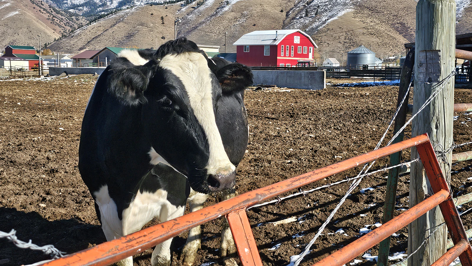 A dairy cow at Shumway Farms with the retail store in the background.