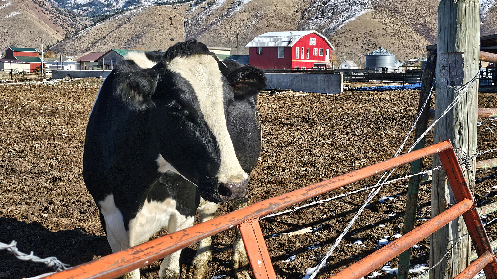 A dairy cow at Shumway Farms with the retail store in the background.