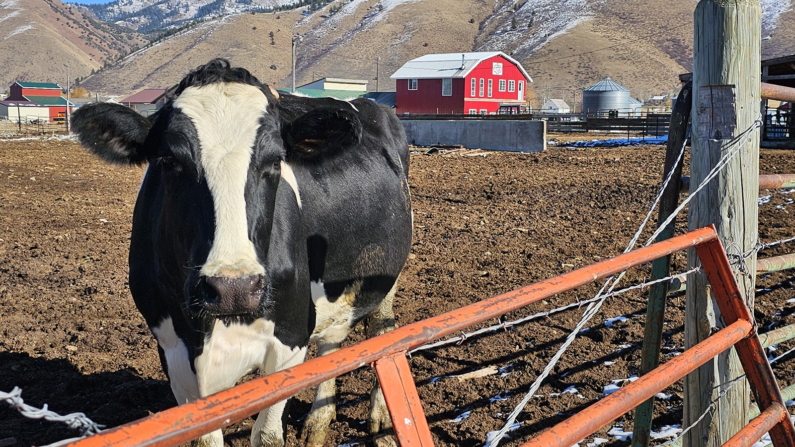 A dairy cow at Shumway Farms with the retail store in the background.